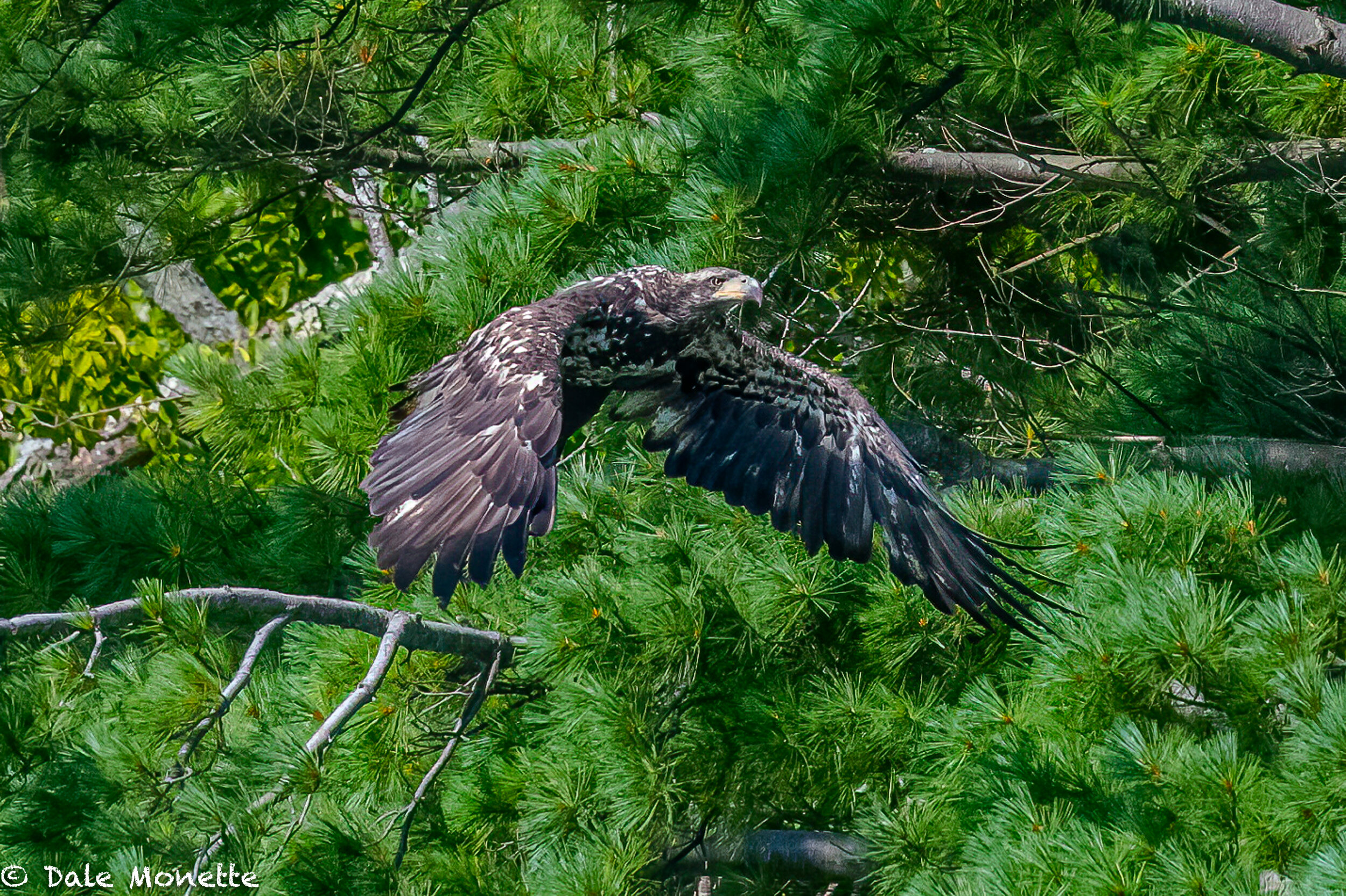   We cruised right by this immature bald eagle on Quabbbn Reservoir  during the weekly loon survey.  I knew he was going to jump out of the tree and I was ready for him to go.  