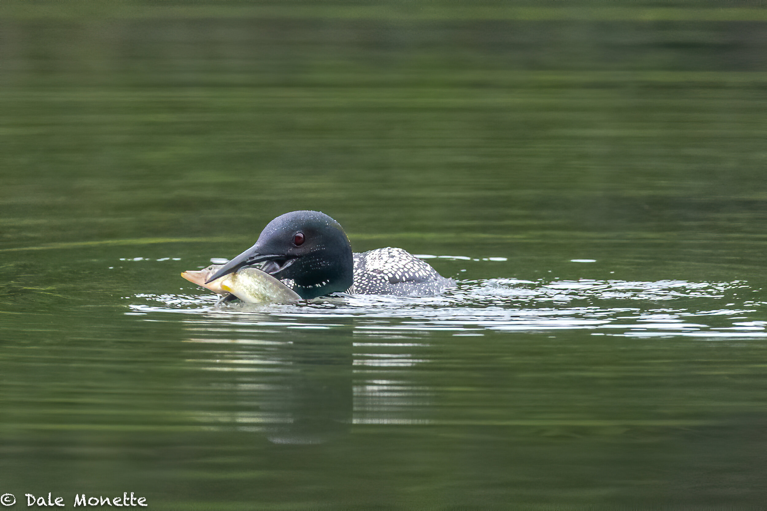   I was hiking the shoreline of Quabbin when I spotted this loon fishing for breakfast. I went up into the woods and waited, hidden in brush with an opening I could see the water from. Once he reached my eyesight he caught this pickerel. It took abou