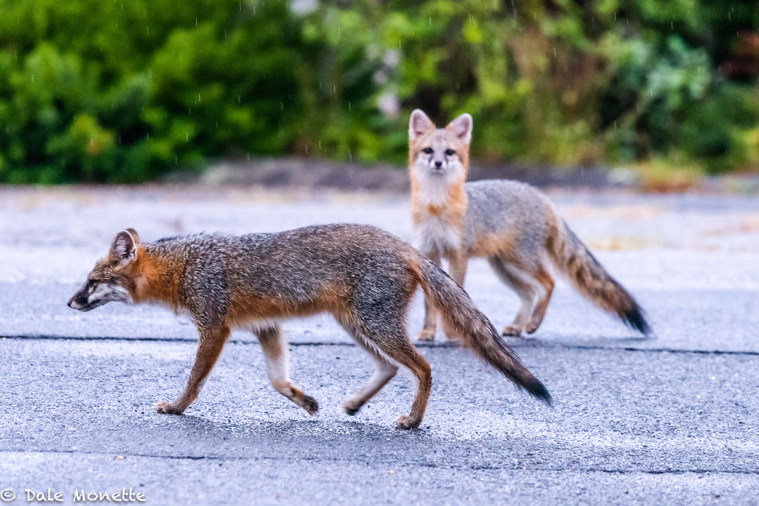   I ran into a pair of gray fox this morning running around a parking lot in Orange close to the Millers River in the pouring rain.. This seems to be an adult with a young one tagging along.  I love these guys and usually see them running across the 