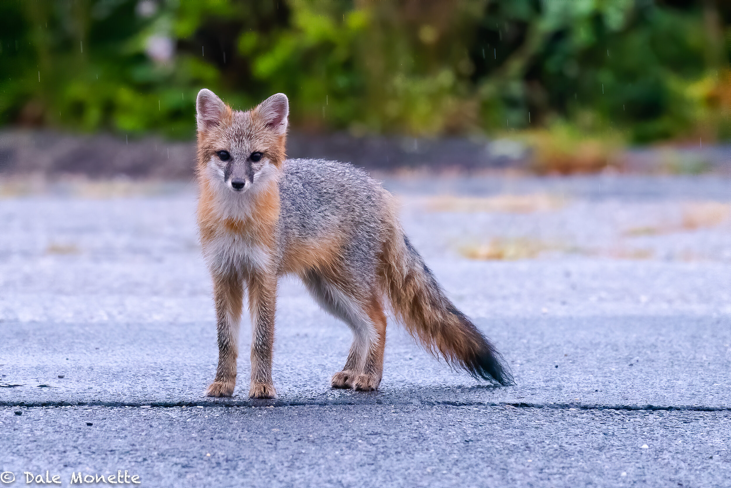   Here’s an image of the youngster gray fox wondering what the big black thing setting over there could be !     