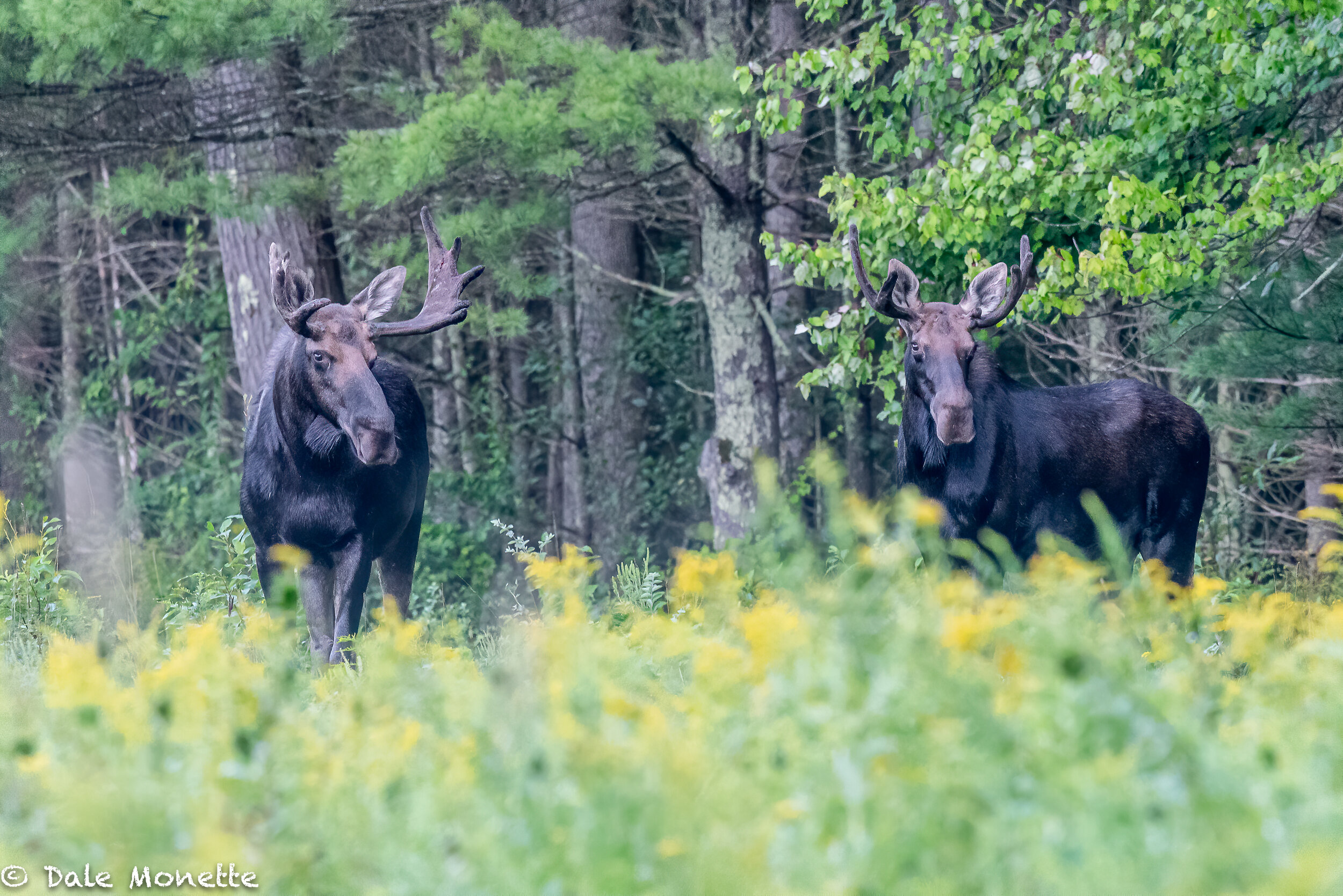   Two moose are better than one.  I spotted these 2 guys hanging out in the back of a field. I dont know what they were discussing but in a few weeks this will never happen… they will dueling for mates :)  