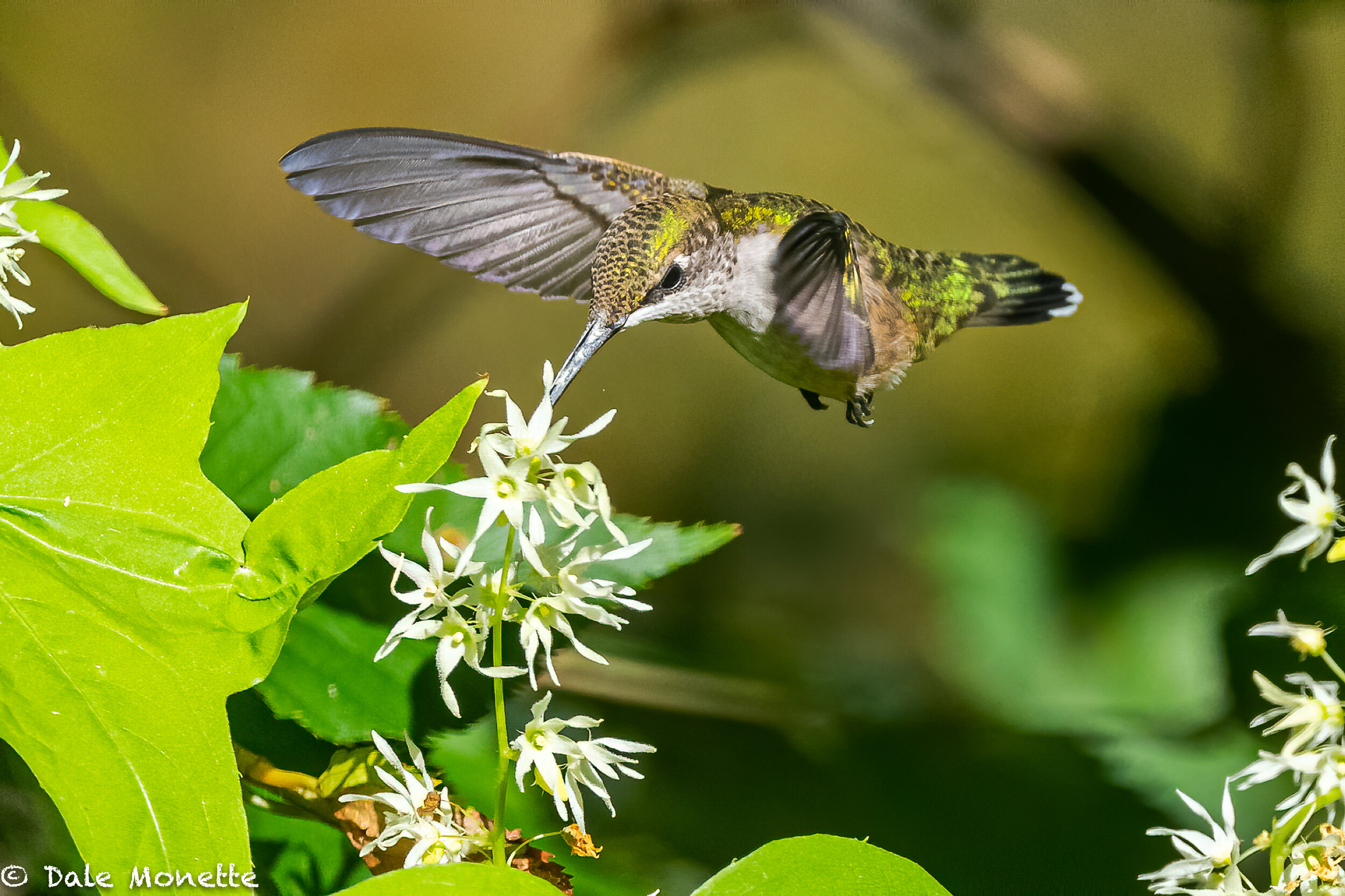   One of the last ruby throated hummingbirds left around here…. 9/5/20   