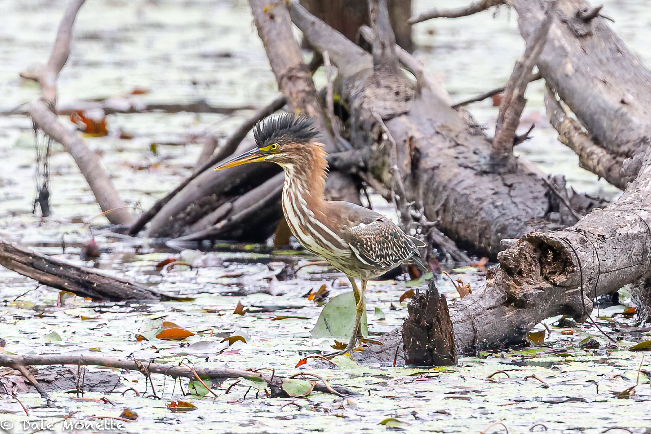   Juvenile green herons should all be starting their migration soon. It amazes me they know the migration routes at only 6 months old.  This one was hunting frogs in Orange Ma. yesterday.  