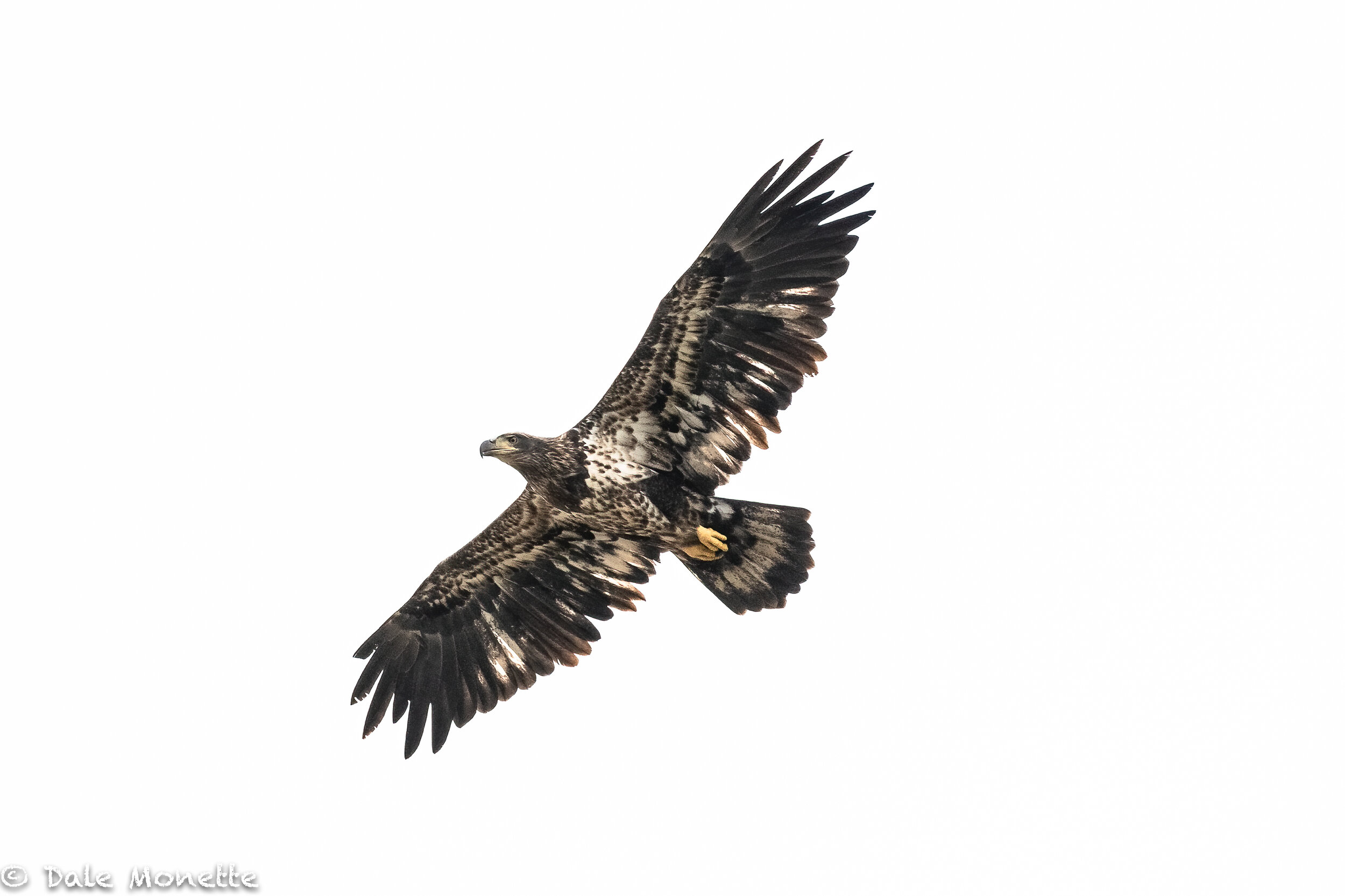   This juvenile bald eagle, plus 5 other eagles were sailing over the Turners Falls power canal this morning looking for breakfast.    