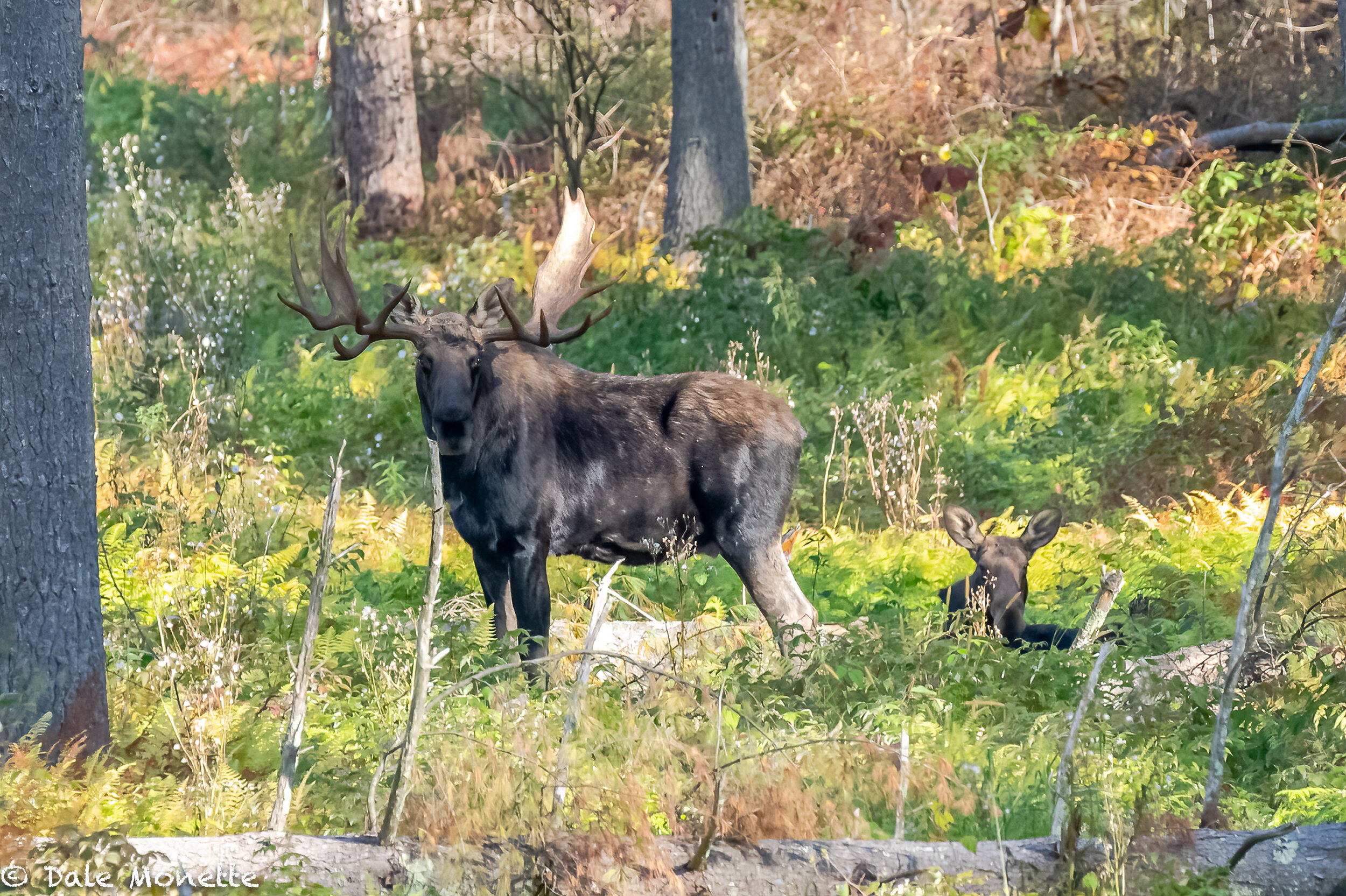   Ummmm,  theres no way I would walk up on this bull moose with his potential mate right behind him laying down. He has my number and luckily I am 150 yards away !  Nikon 500mm lens comes thru again ….  