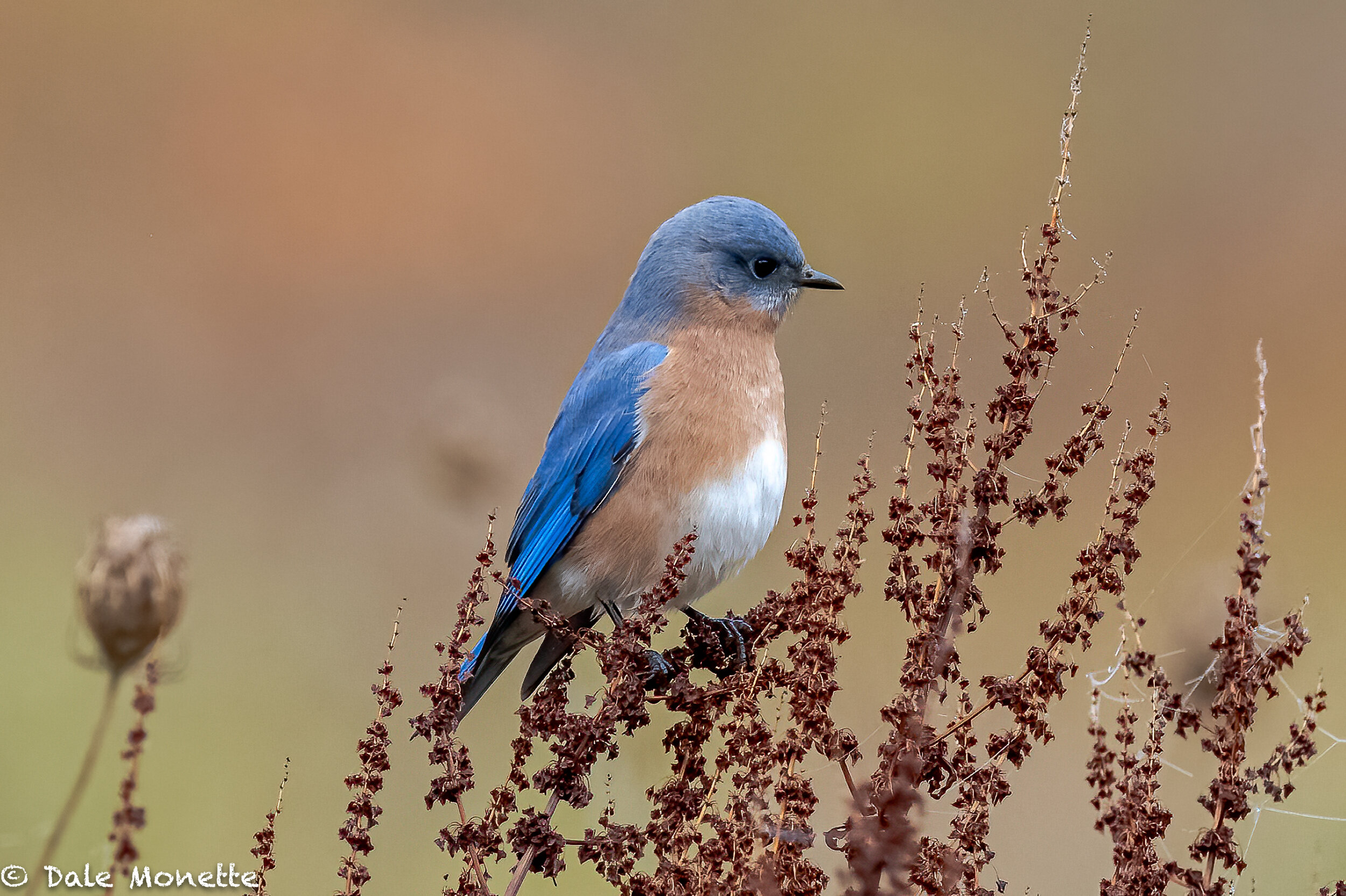   I found a small flock of blue birds a few days ago. These thrushes look great even when they are in non-breeding plumage.   