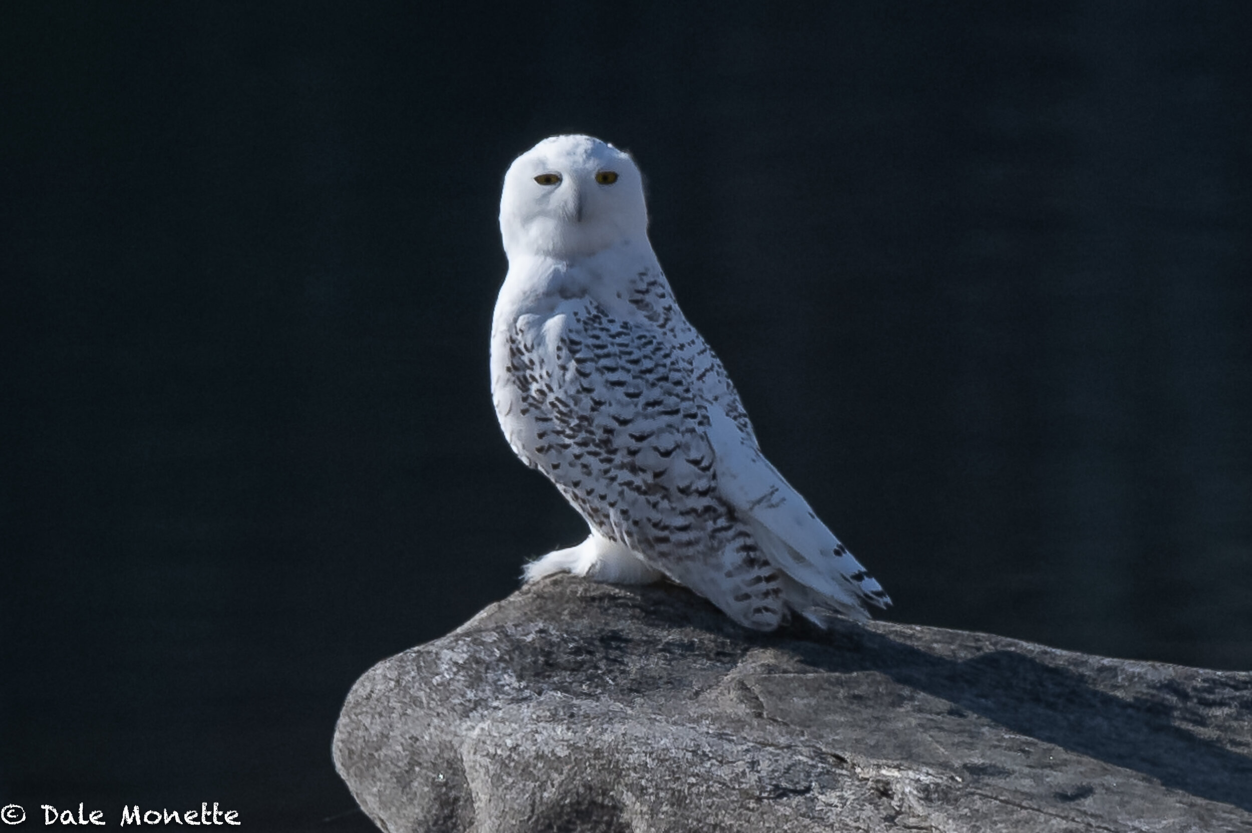   What a nice surprise ! and appropriate bird for November 7th. A snowy owl at Quabbin !!  These owls nest above the Arctic circle and live on lemmings. When their food source gets low they head south.  