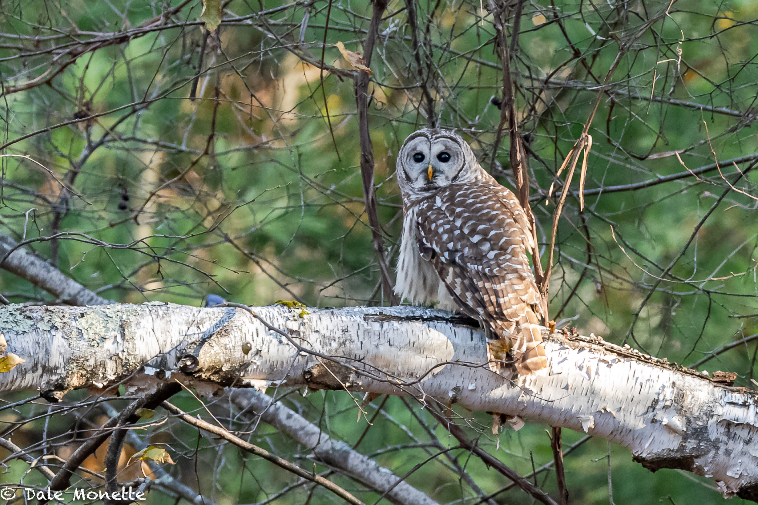   Owls, Owls, Owls !    I was photographing this barred owl Saturday when I got a phone call telling me about the next owl you will see in the next image!    