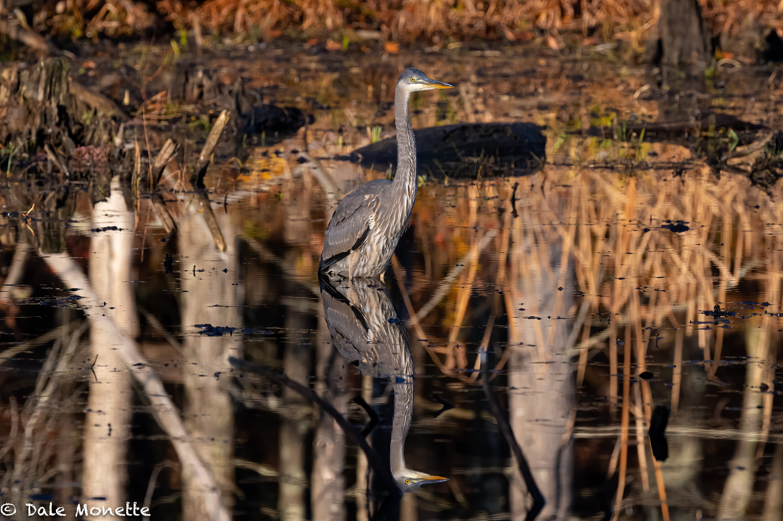   I was surprised to. see this young great blue heron still hanging around this pond.  He’s been here most off the summer and should be heading south soon.  