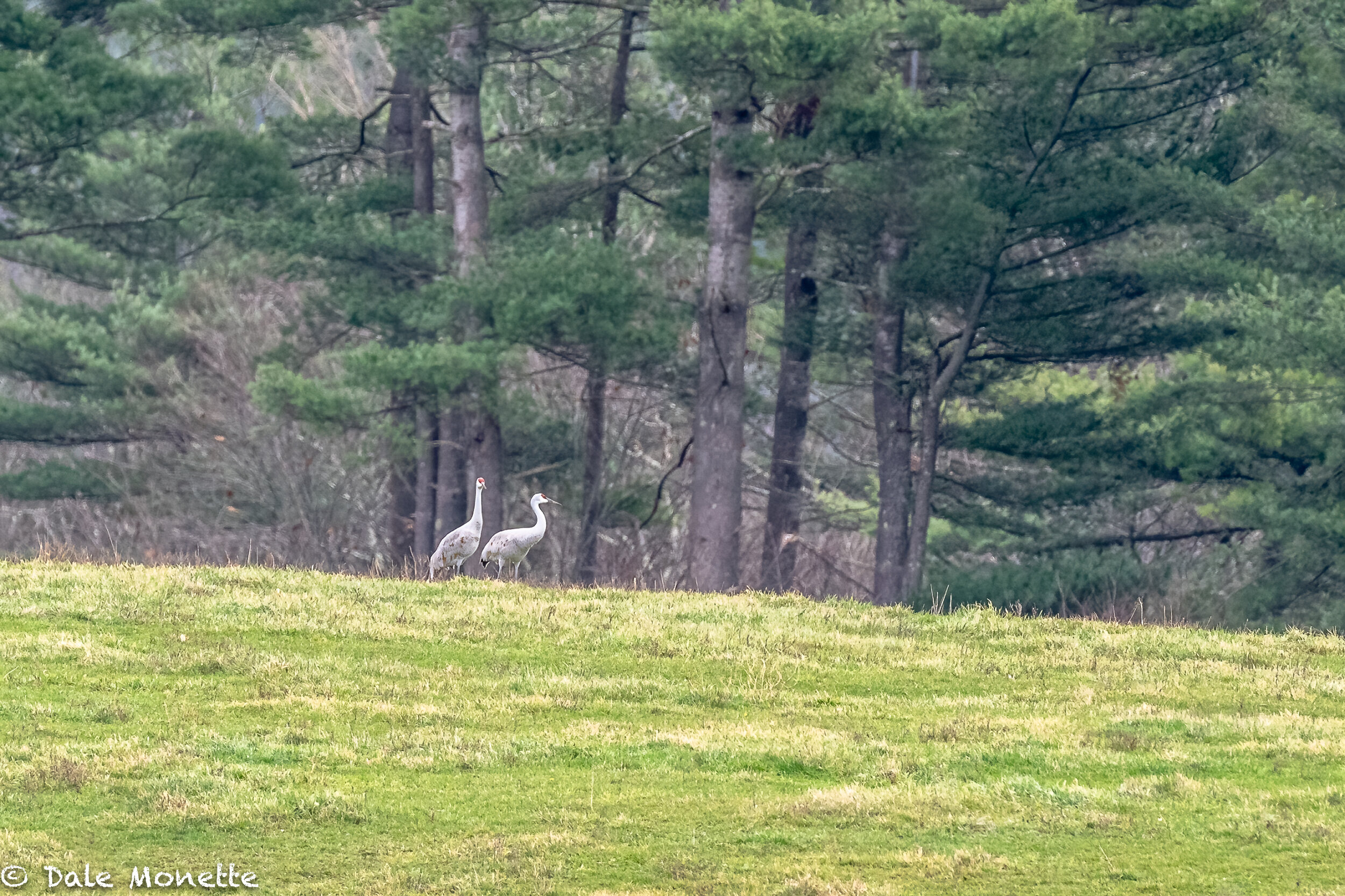   The 2 resident sandhill cranes in central Massachusetts. They have been nesting here the last few years and this year they lost a chick in the spring. I found them in a big field behind a dairy farm hunting in the fields. Something I dont always se