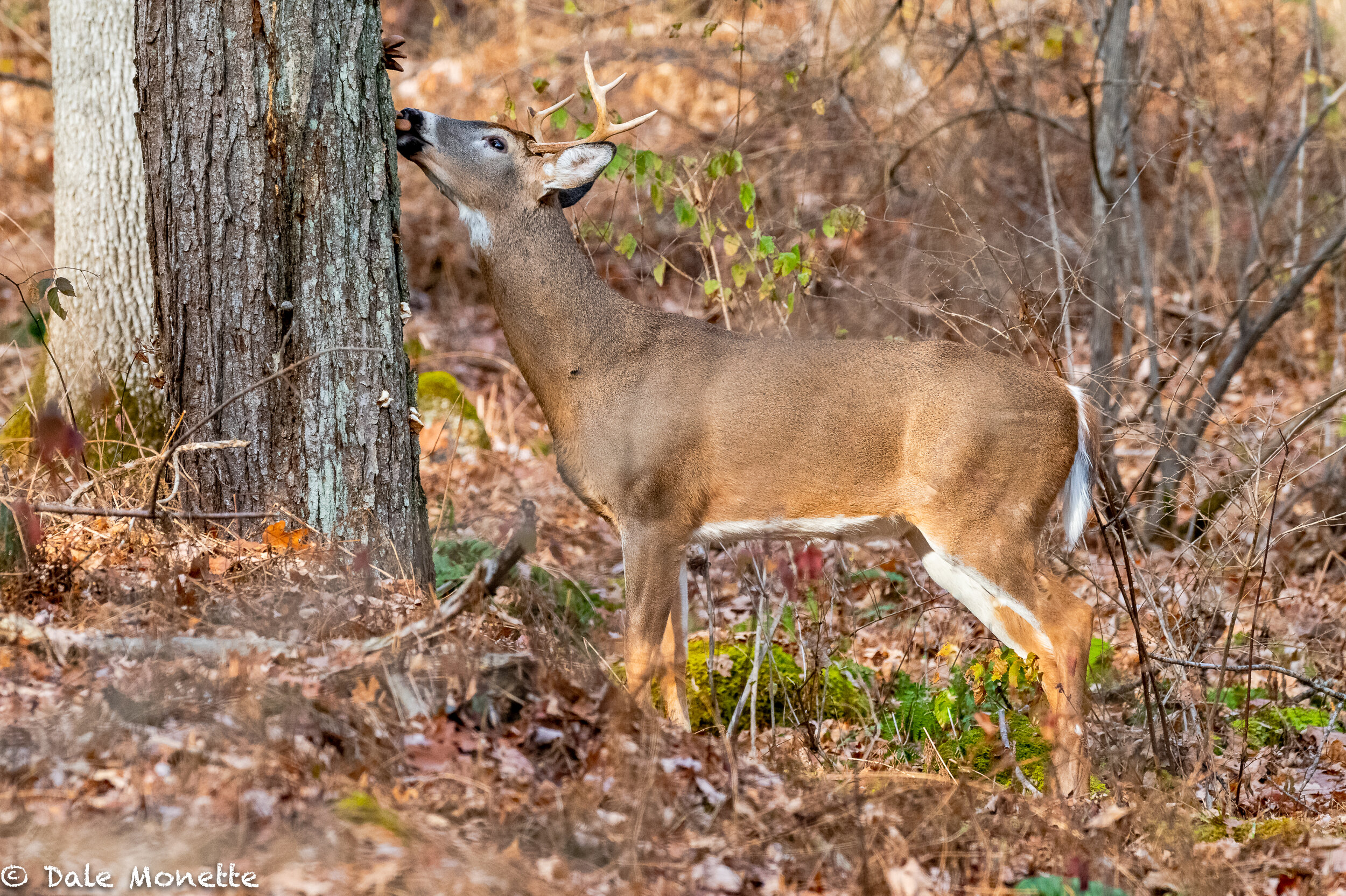   A white-tailed buck world away and eating his fill of fungi that grows on the side of trees. he watched me for a few minutes and then went back to feeding.  