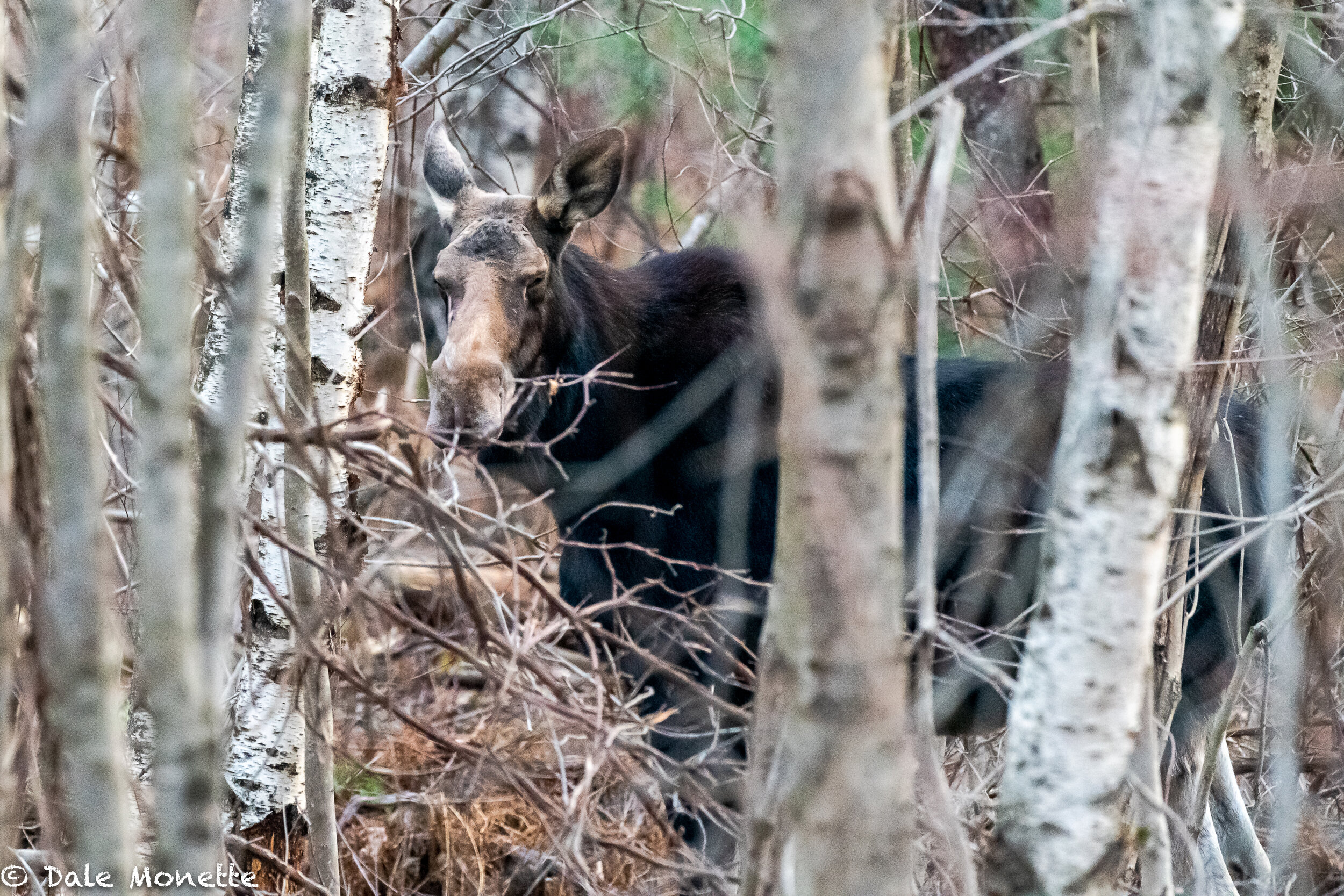   Peek-a-Boo…… these large animals can hide and be almost invisible …. Anytime I see a moose its a great day!  From this morning…  