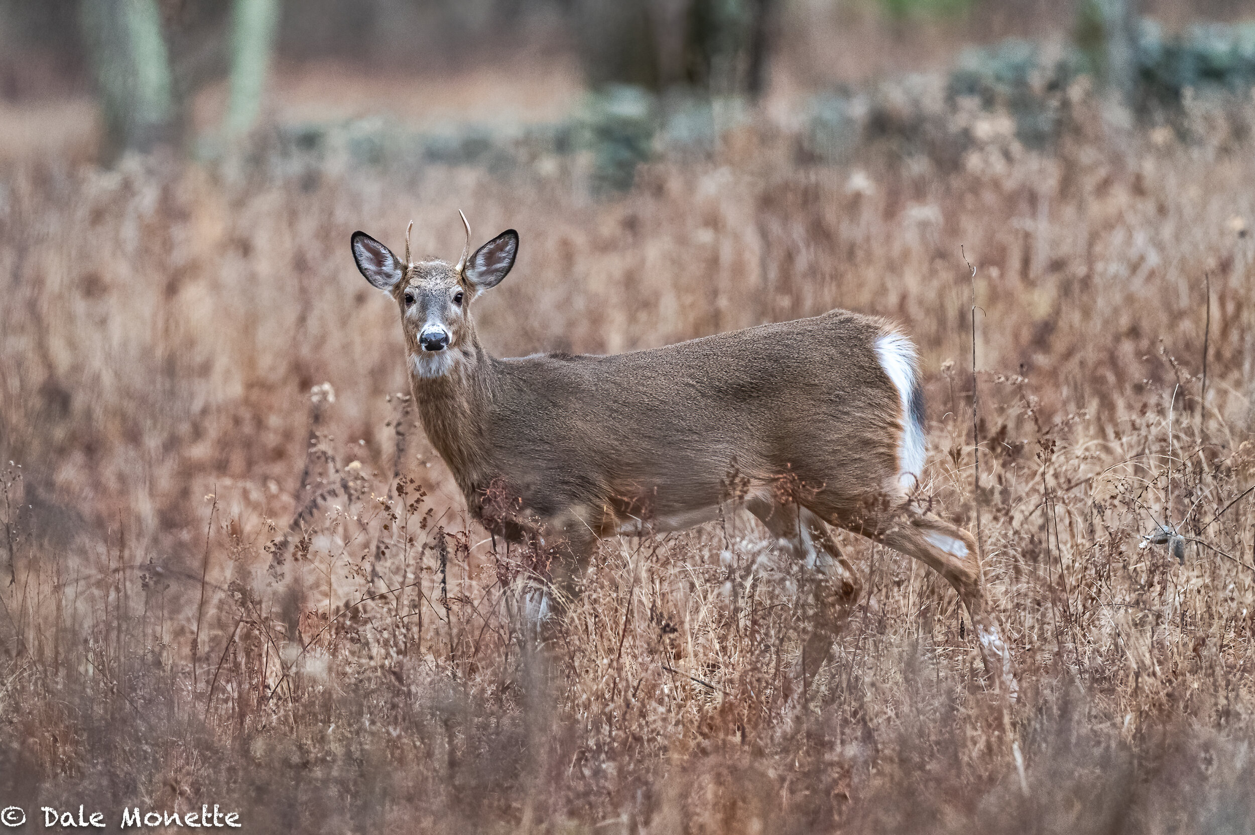   As I was hiking down a dirt road I spotted this young spike horn buck watching me. He was quite curious from the middle off a large field and he started cautiously walking towards me. Finally he walked off knowing I was not a threat.  