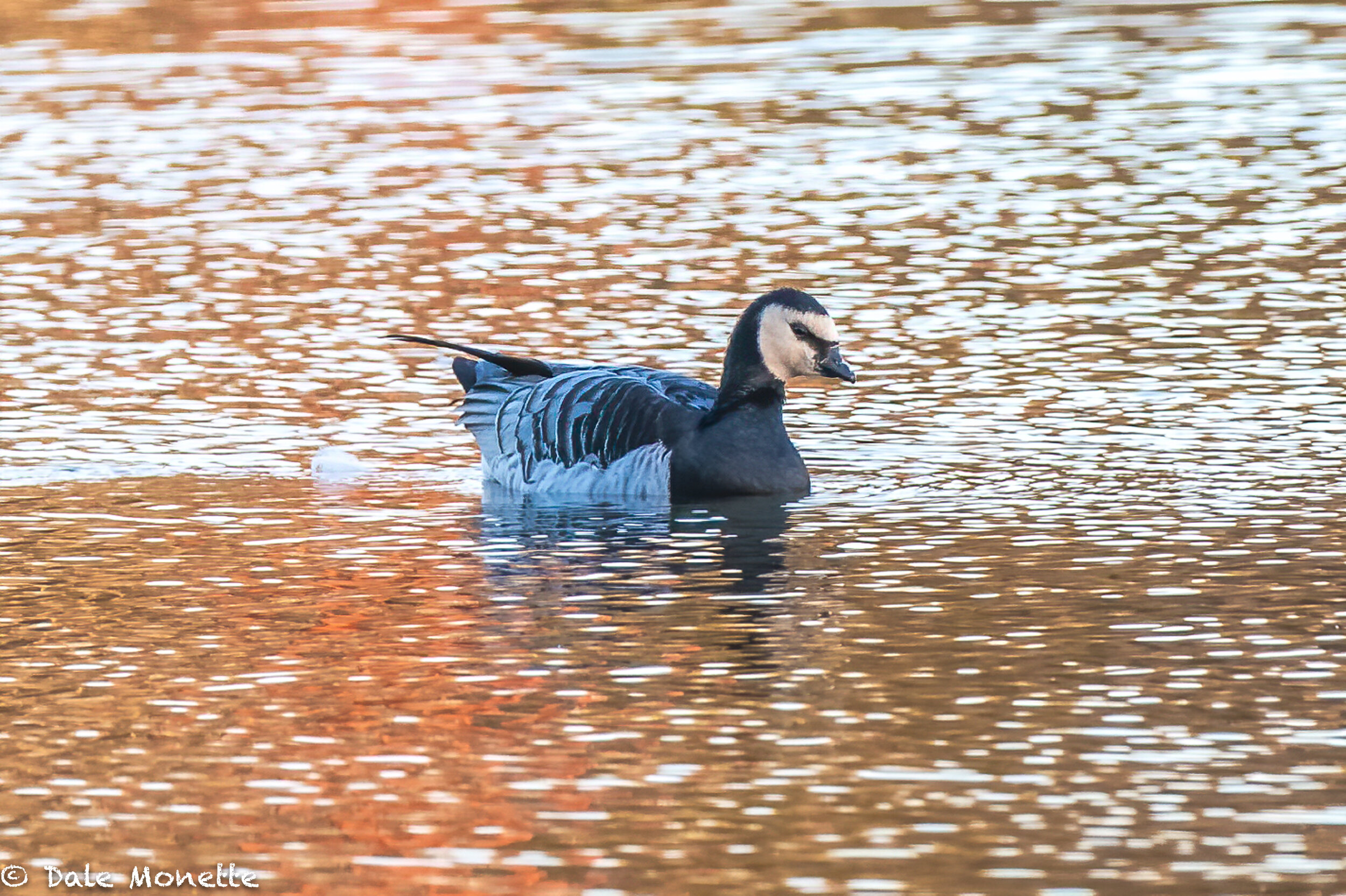   An Arctic goose has taken up residency at the Turners Falls power canal along the CT River.  It has been there about 3 weeks and is hanging with Canada geese.  It took me 7 trys but I finally found the bugger !    