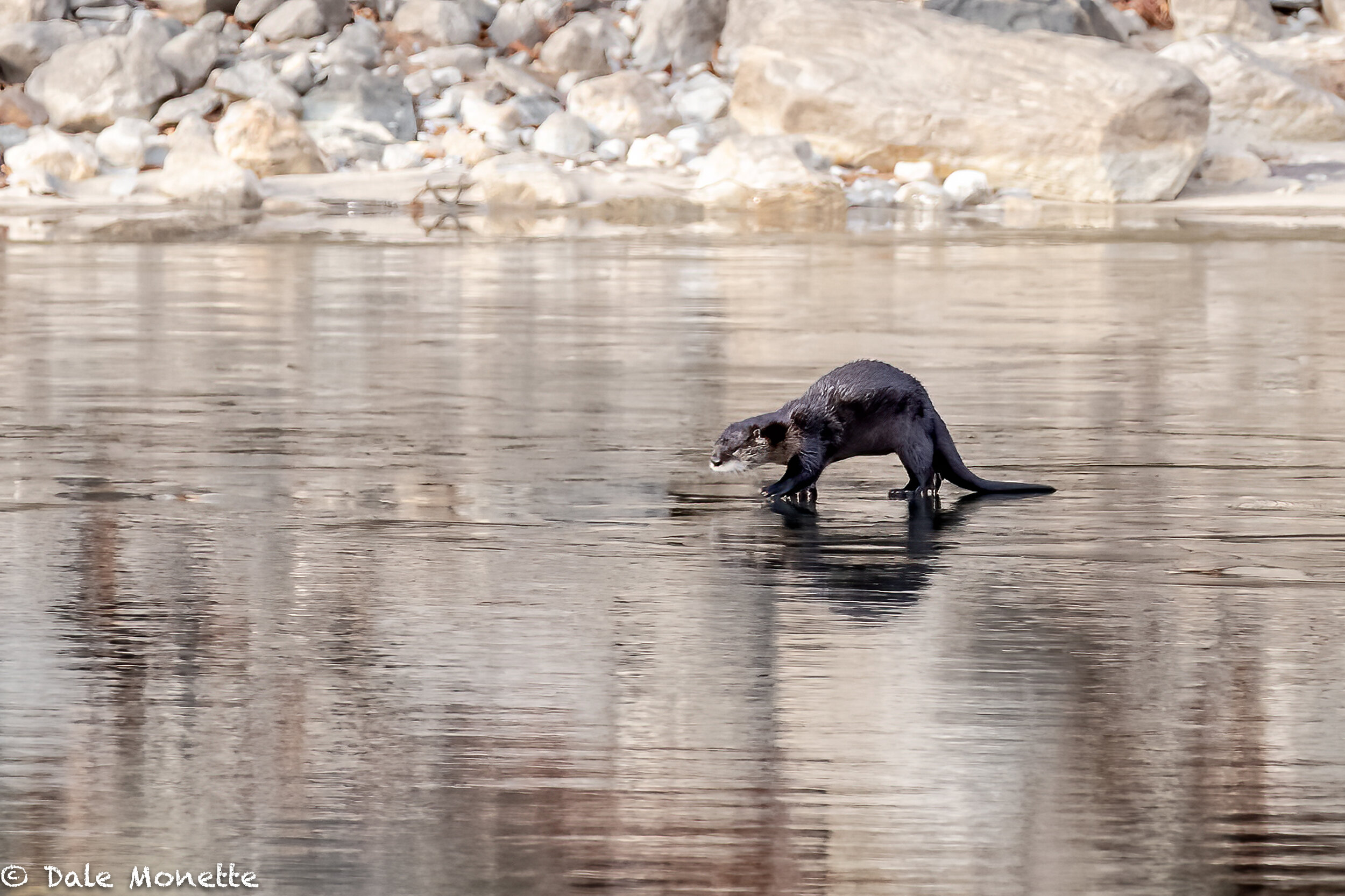   I found this northern river otter  wandering around on a partially frozen cove in the Quabbin. They are hard to find out of water. This one went into the woods right beside me as I stood quiet on the shoreline.   