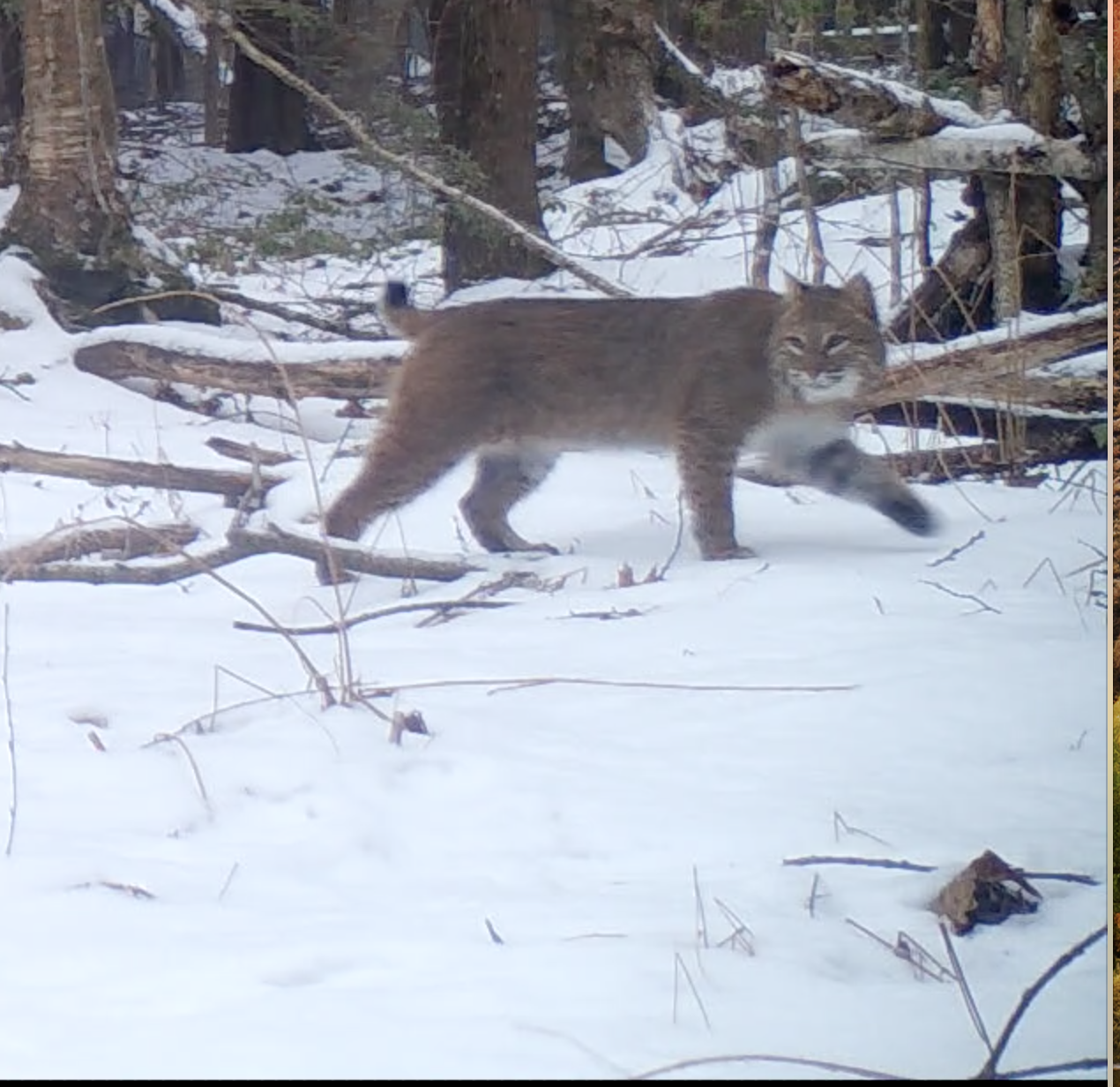   I apologize for the bad quality but this is a cool image……This is a screen shot from a trail camera video in our backyard last night.  Its a bobcat thats been hunting squirrels in our backyard.  