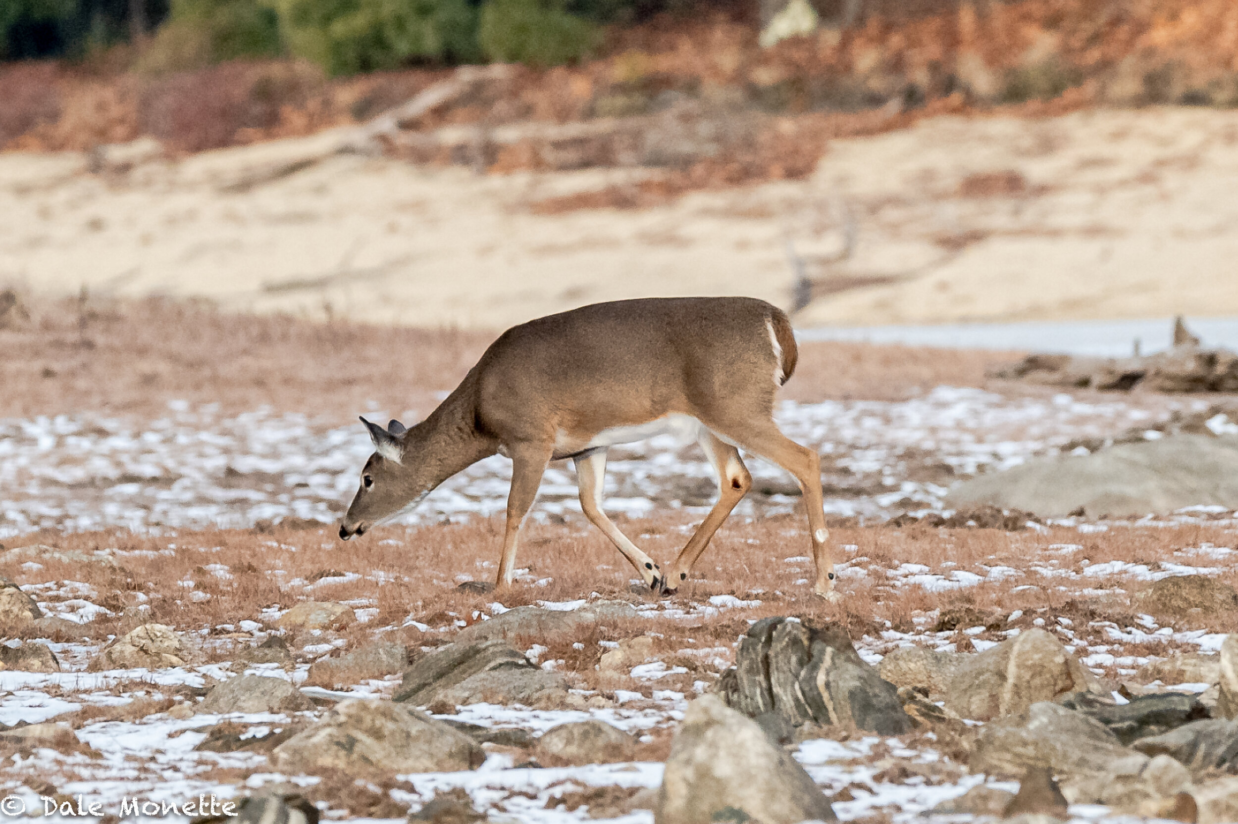   I took this a few days ago in the Quabbin Reservoir.  This ones for my Dad,  He loved deer.  He passed away a few days before Christmas.  