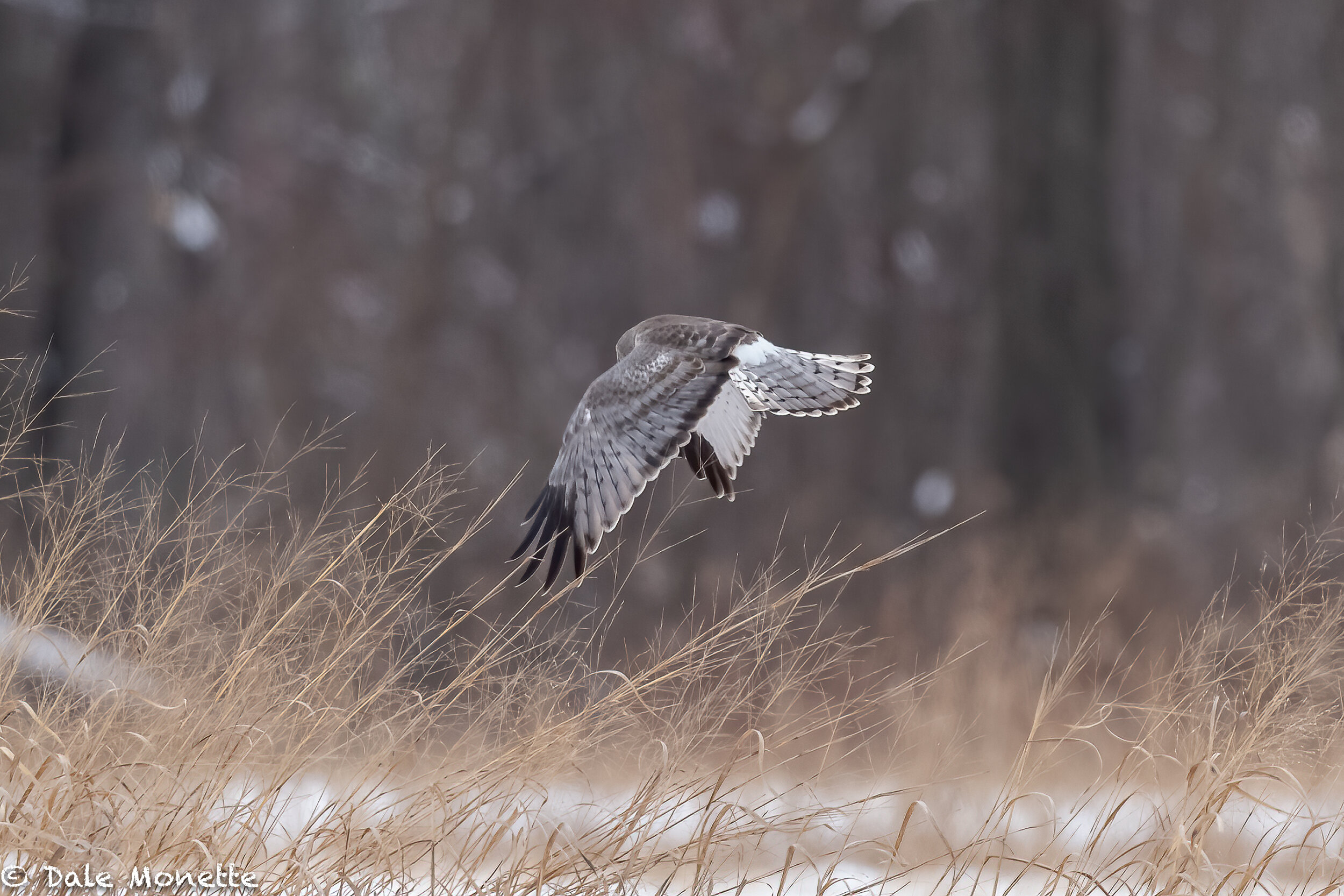   I caught this male harrier, some call them gray ghosts at Arcadia Wildlife Sanctuary this morning.  Males are gray and females brown. Note the large white rump patch, which its a dead give away that its a harrier.  