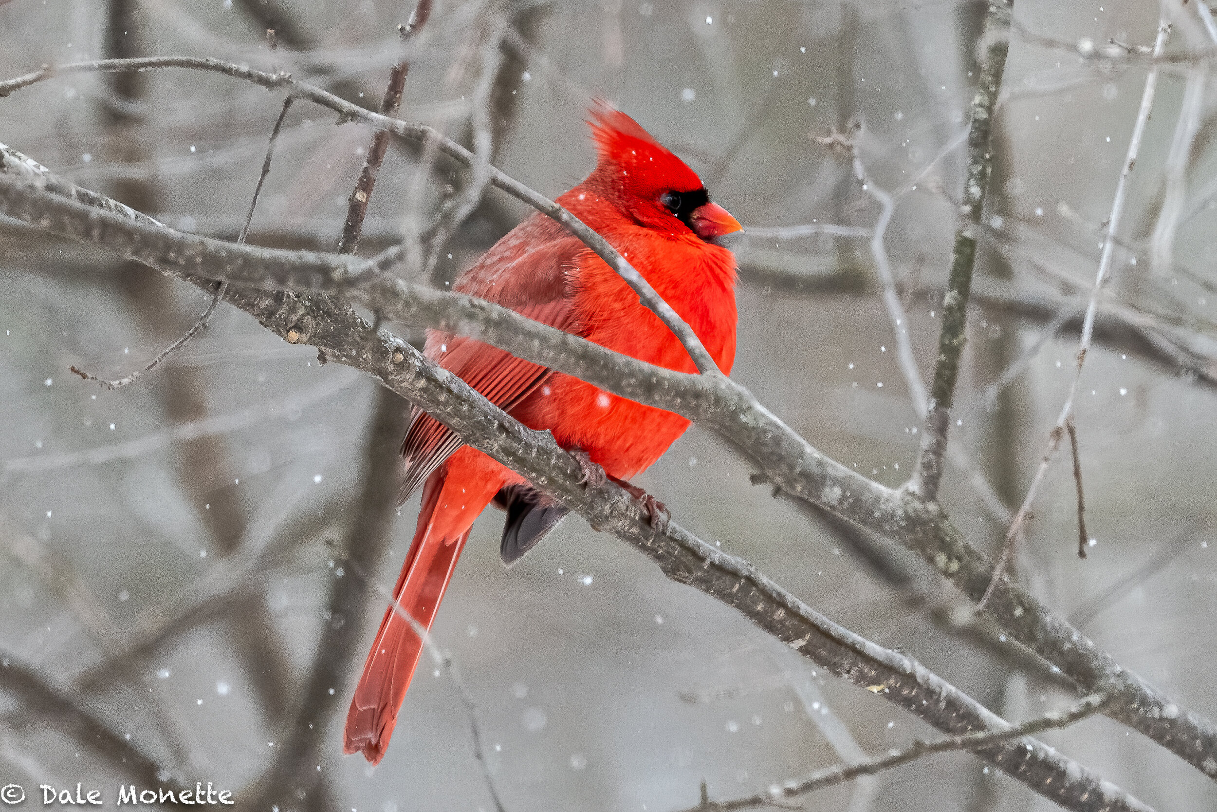   Our male cardinal that comes at sunrise and sunset…. once in a while he and his mate will visit in mid day together.  Its always a treat to see them.  