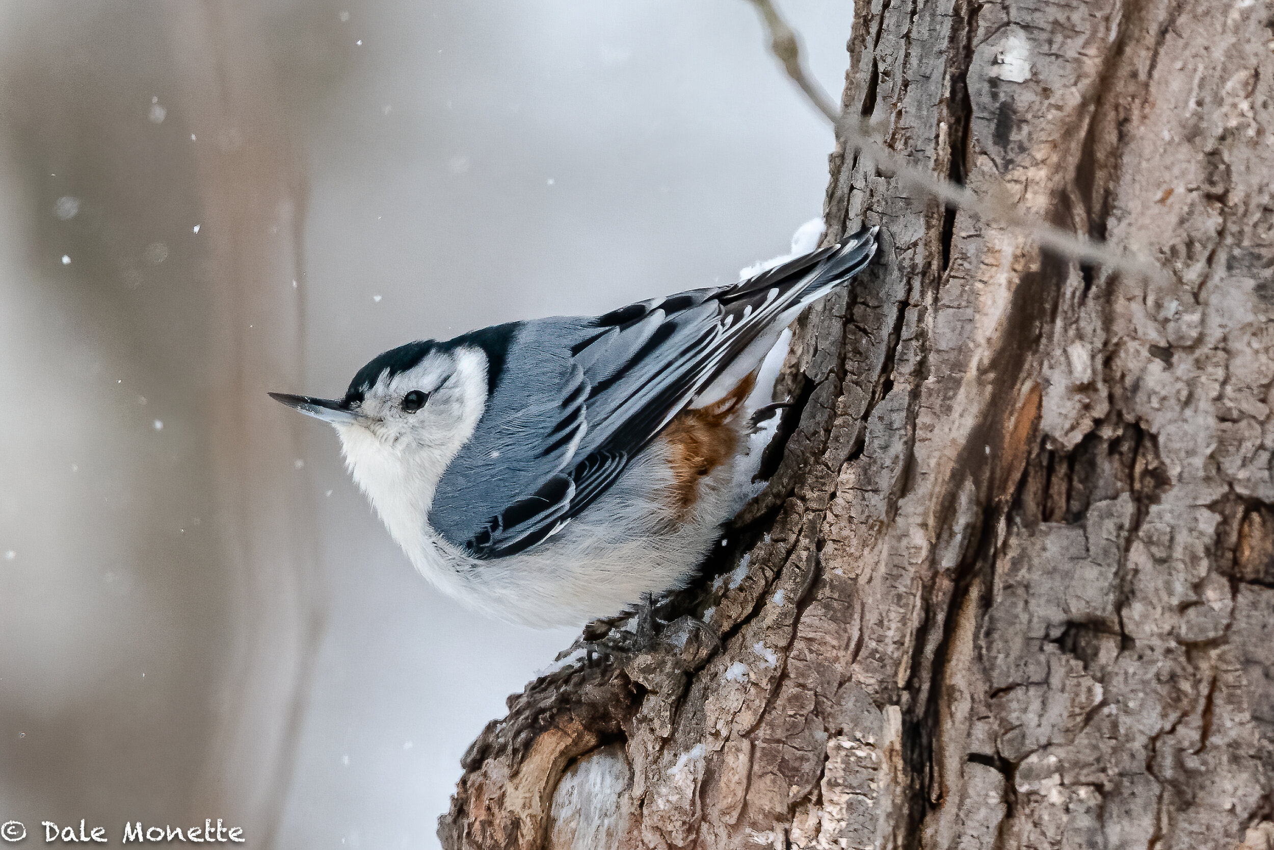   I have always loved these little guys.  White breasted nuthatches remind me of a small bus going up and down the trees honking… This year there are an abundance of its cousin, the red breasted nuthatch around the woods at Quabbin.  