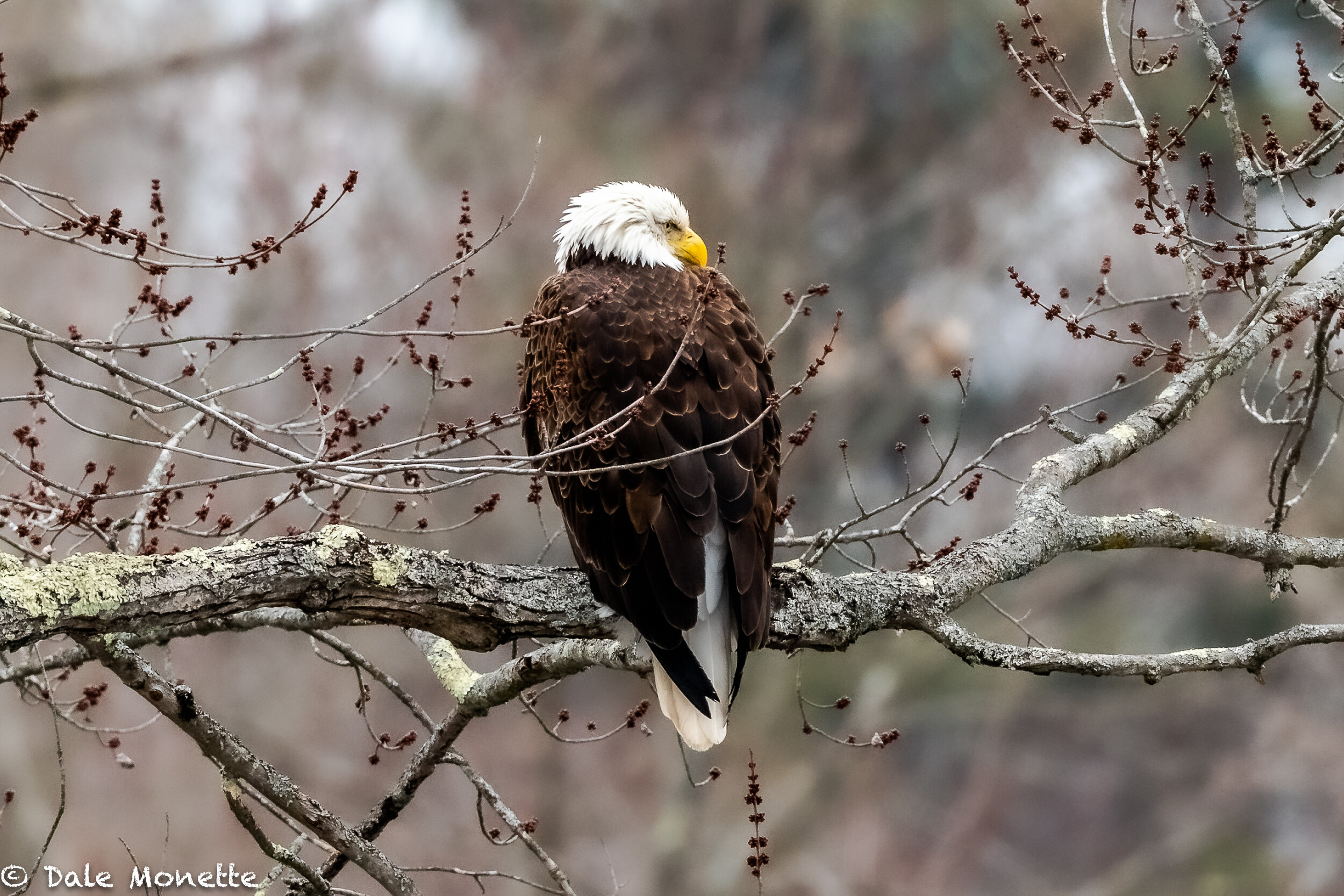   I spotted this guy this morning sitting along the CT. River in East Deerfield.  Any day I see an eagle,  its a good day. :)  
