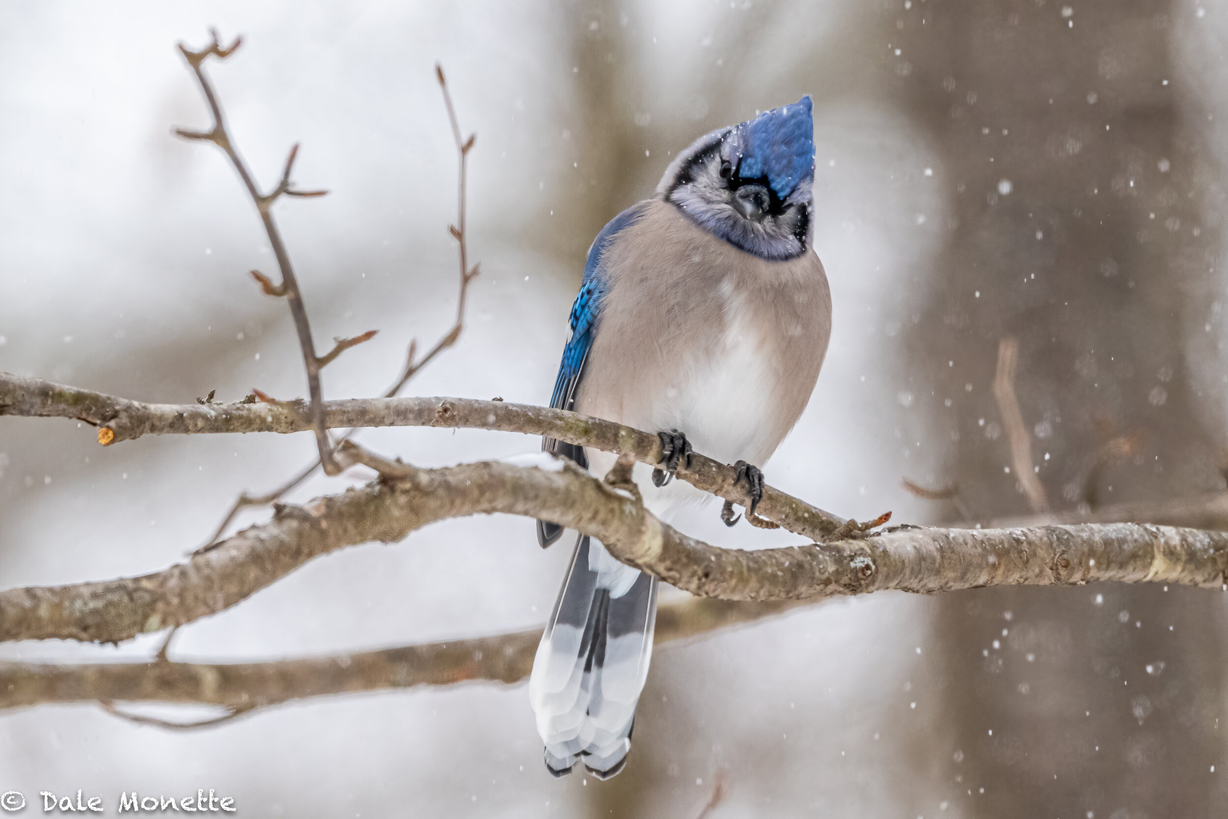    Pamela Coppiano,  or if you know Pamela, please have her get in touch with me. She ordered some books and my email to her was returned to me as undeliverable….thanks. oh yeah a blue jay at out feeder in the snow :)  