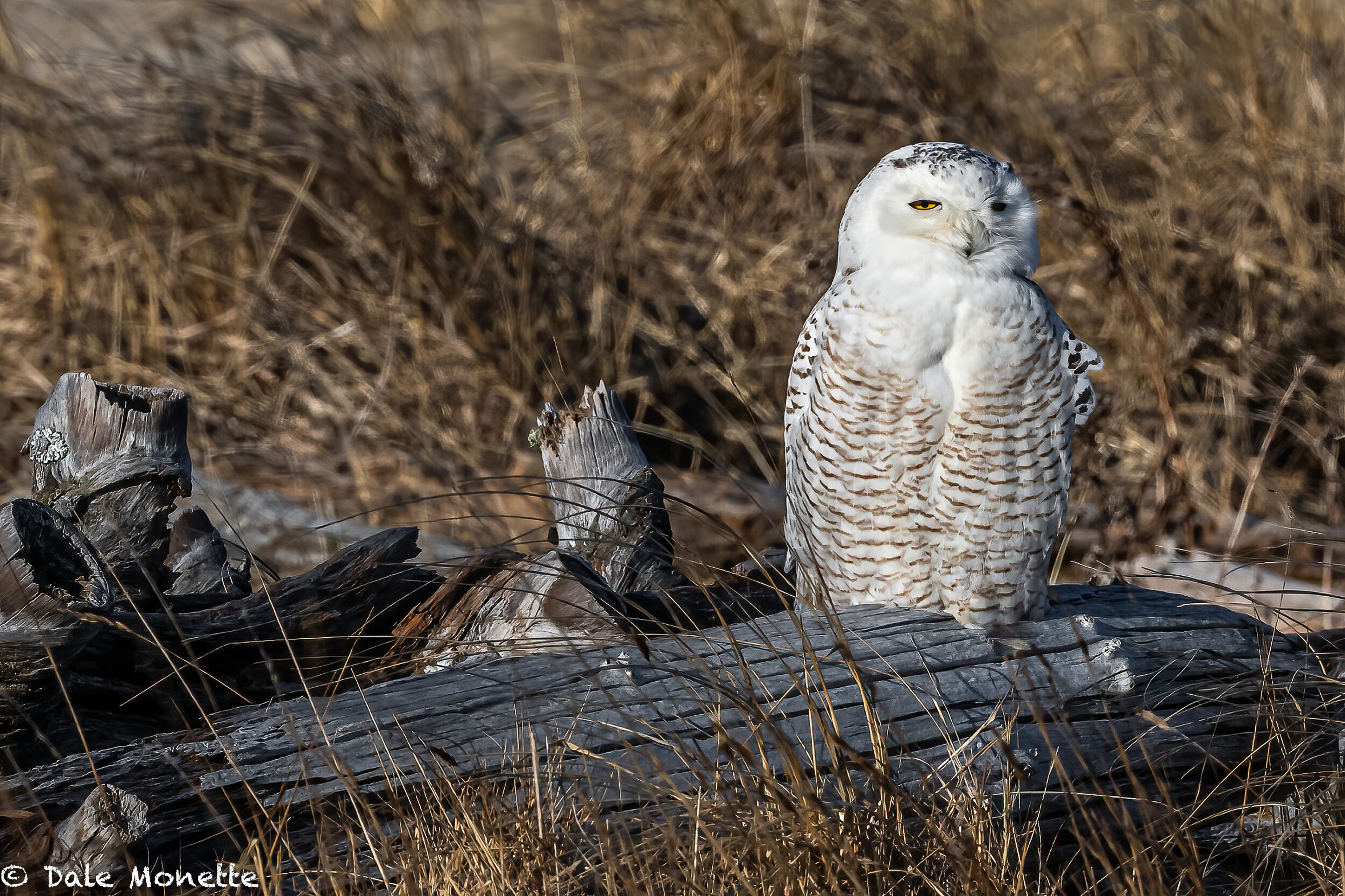   Snowy owl, Salisbury State Park, 3/8/21.  Probably one of the last to leave for home up north of the Arctic Circle.  This one was sunning itself and hunting at the same time!  An awesome find for me.  
