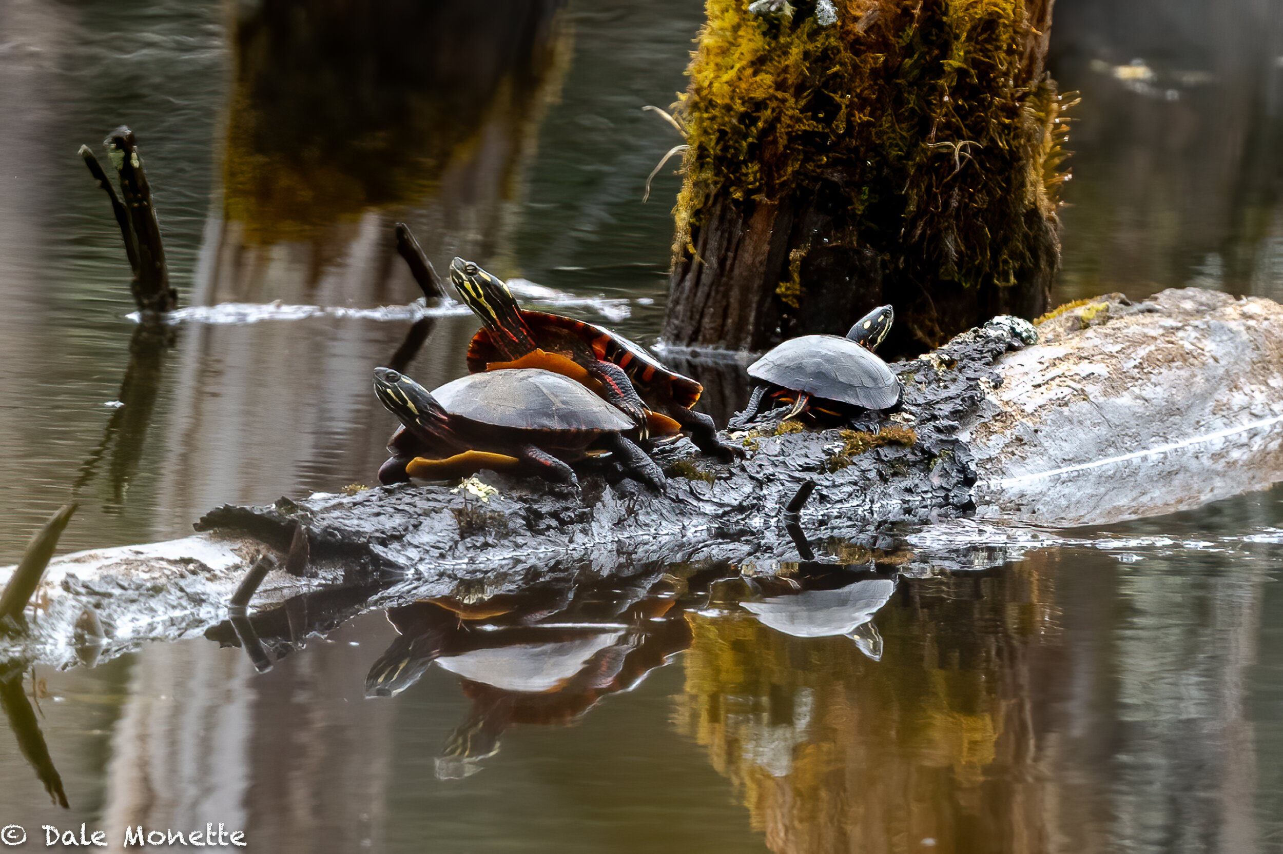   YAY !  The first northern painted turtles of the year!!    