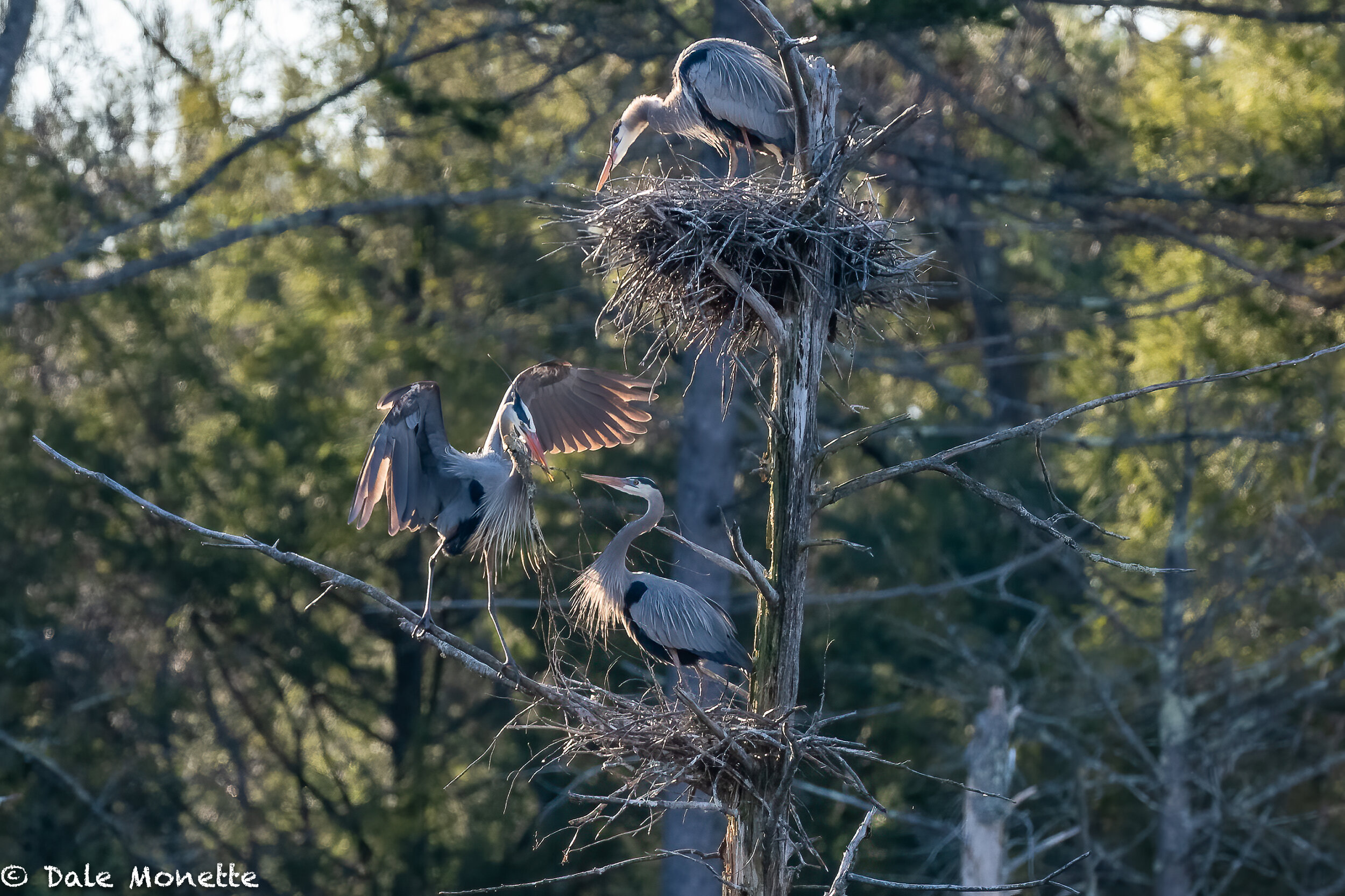   Nest building is moving right along with the number of nests growing in this great blue heron rookery from 4 to 7 in the last 2 days….  