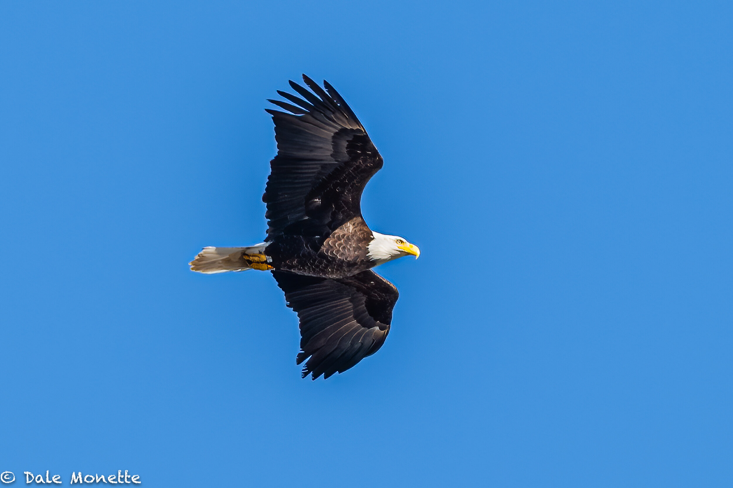   I found this banded bald eagle soaring over the Millers River in the breeze this morning in South Royalston, Ma this morning.  Its always great to see eagles…..  
