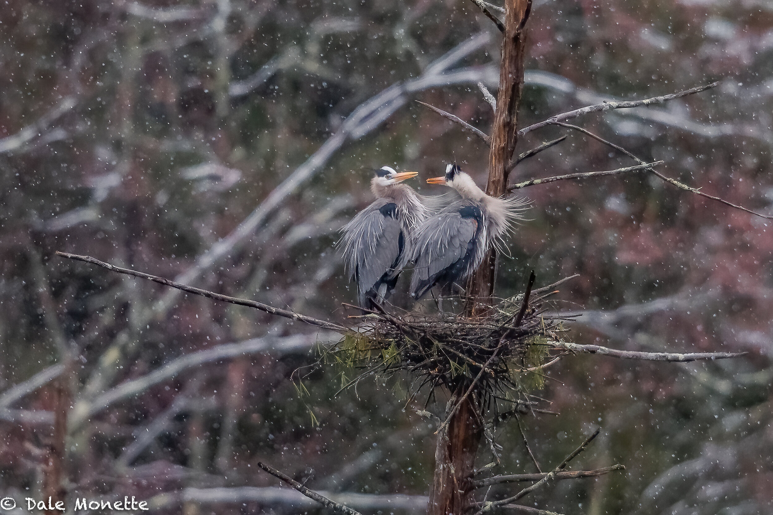   We had about 5 inches of wet snow in Central Massachusetts this morning. These great blue herons look like that were not having fun. In 6 weeks they will be sharing egg sitting duties waiting to hatch chicks in the hot summer sun.  