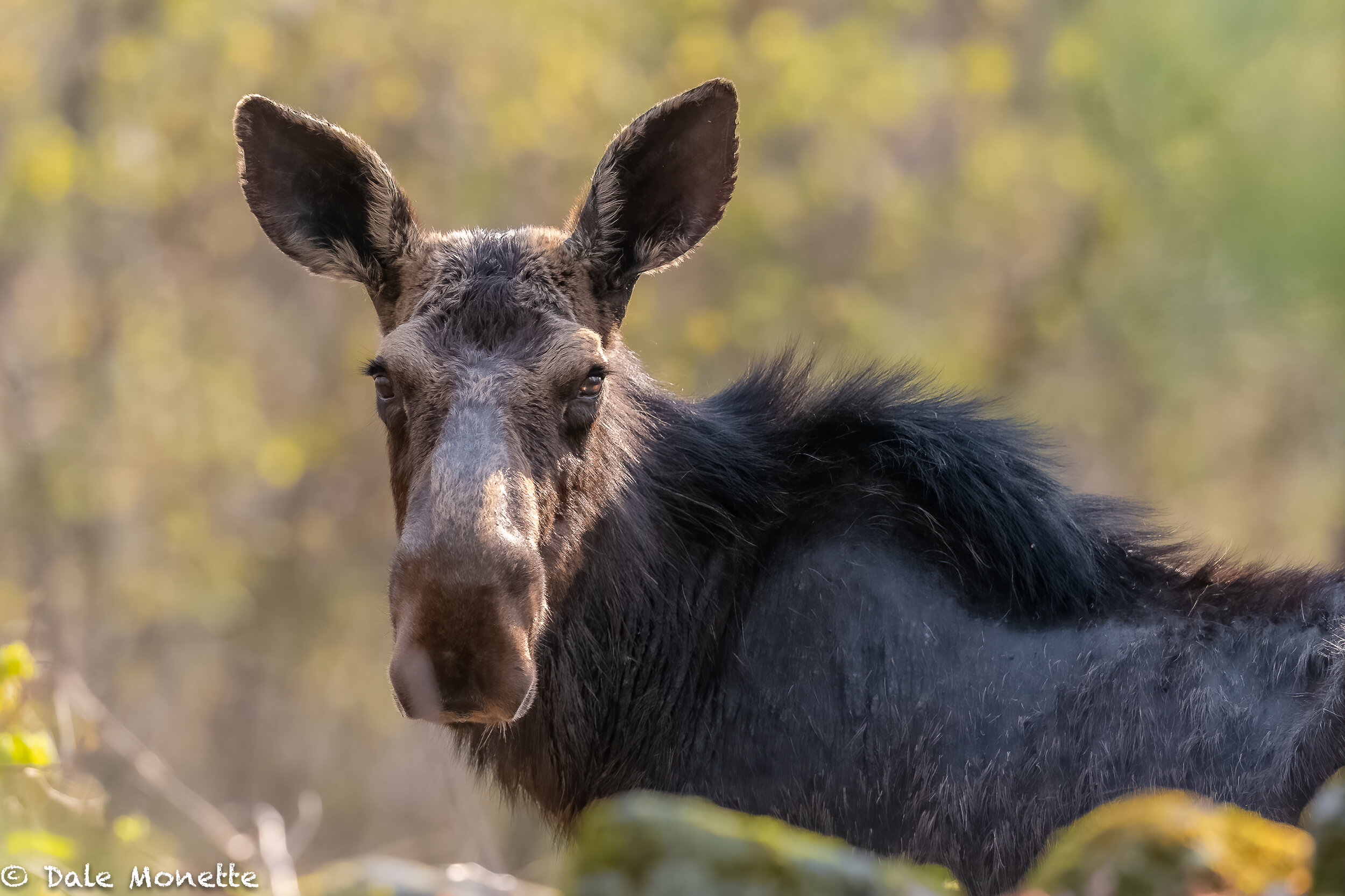   This female moose had no fear of me. There was a big stonewall between us and I was about 50 yards away.  Thanks to my 600mm F4 Nikon telephoto lens I could stay back without bothering her.  The way it should be.  