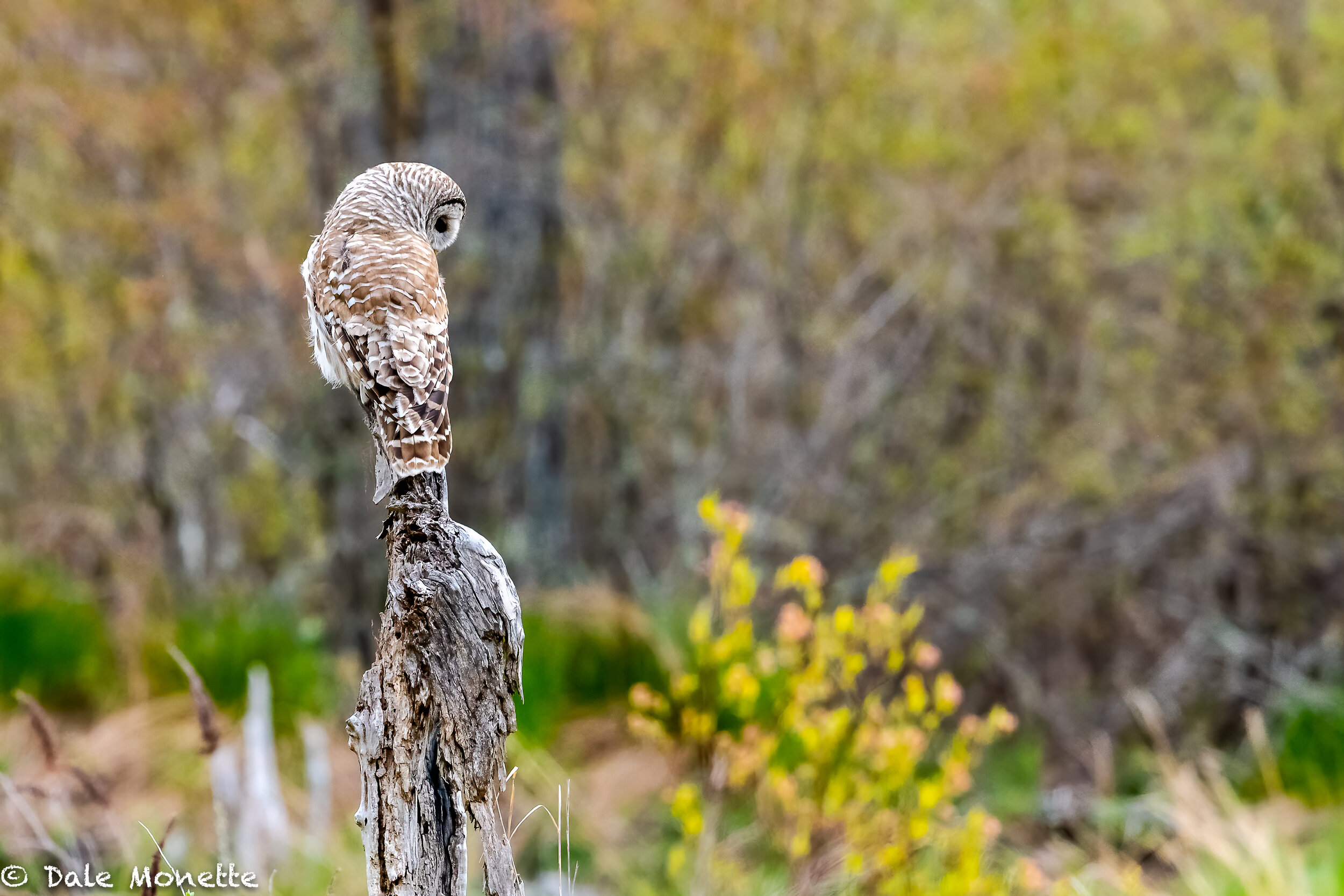   I stumbled upon this barred owl hunting in a small roadside bog this morning, an hour and 150 images later I left and it was still hunting!    