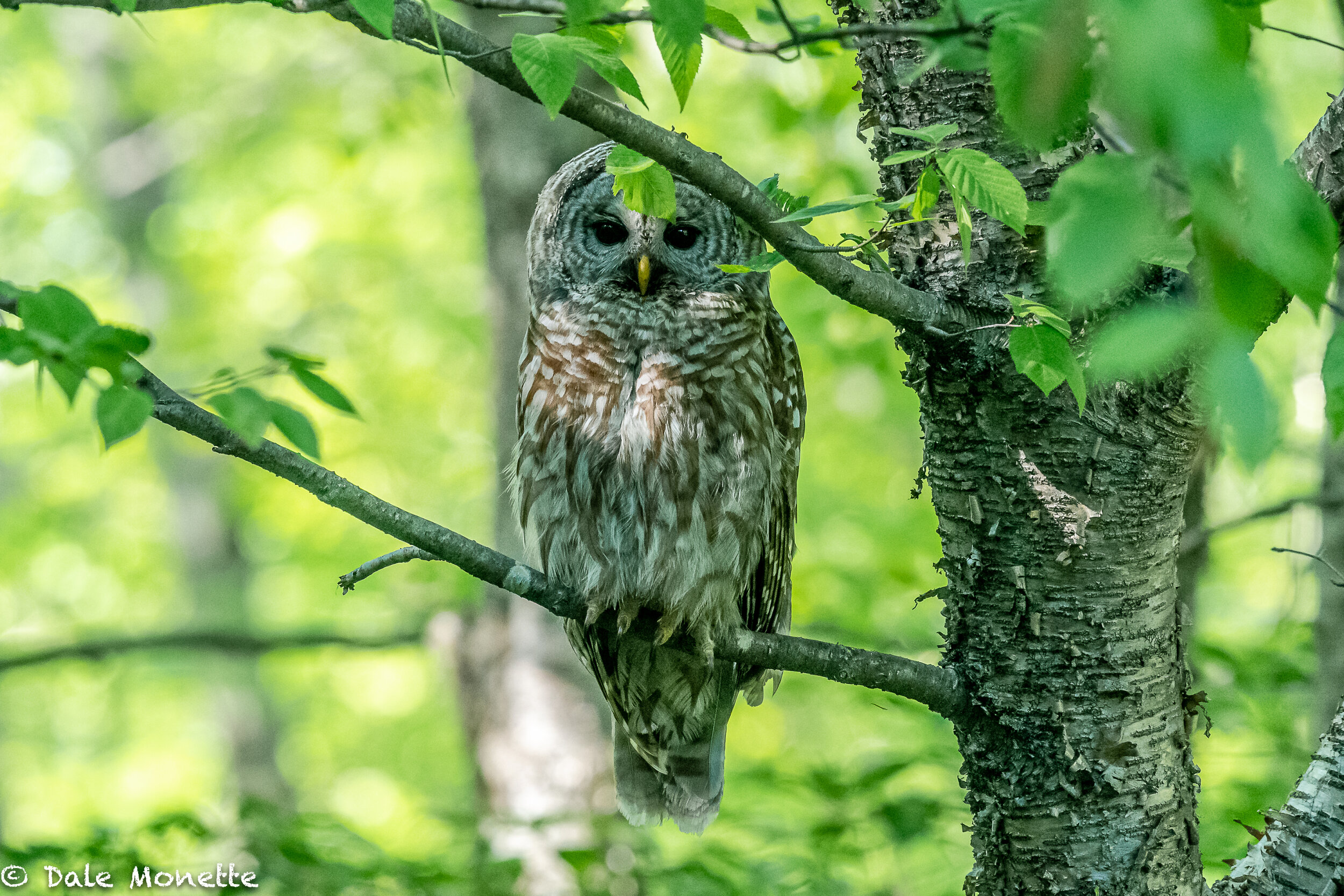   We have a family of barred owls around our house. They wake us up at all hours of the night hooting to each other,  This one was sitting out by the corner of our house late this afternoon.  