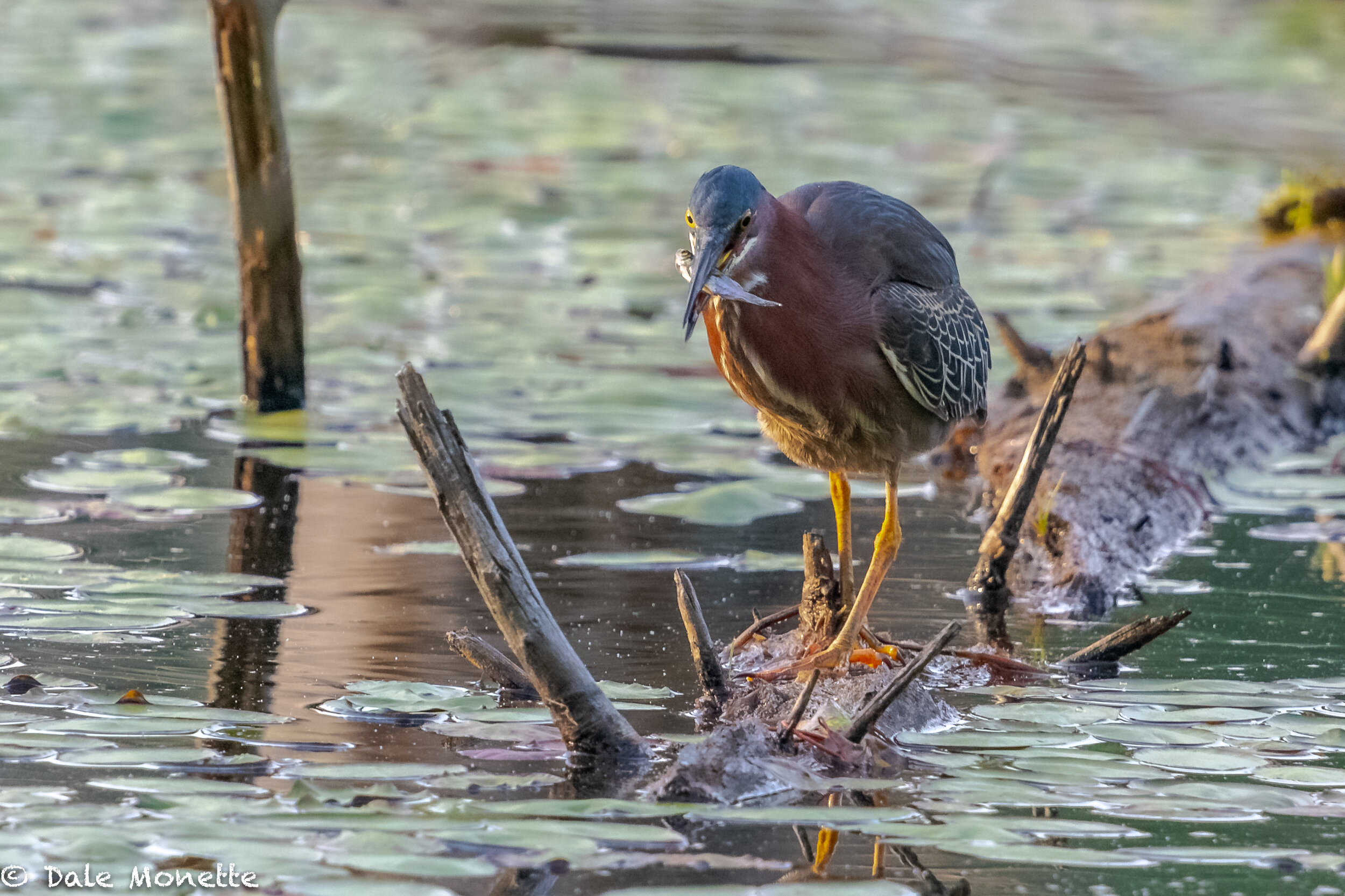   Green heron…Early morning breakfast…fresh fish….  I love these guys.  