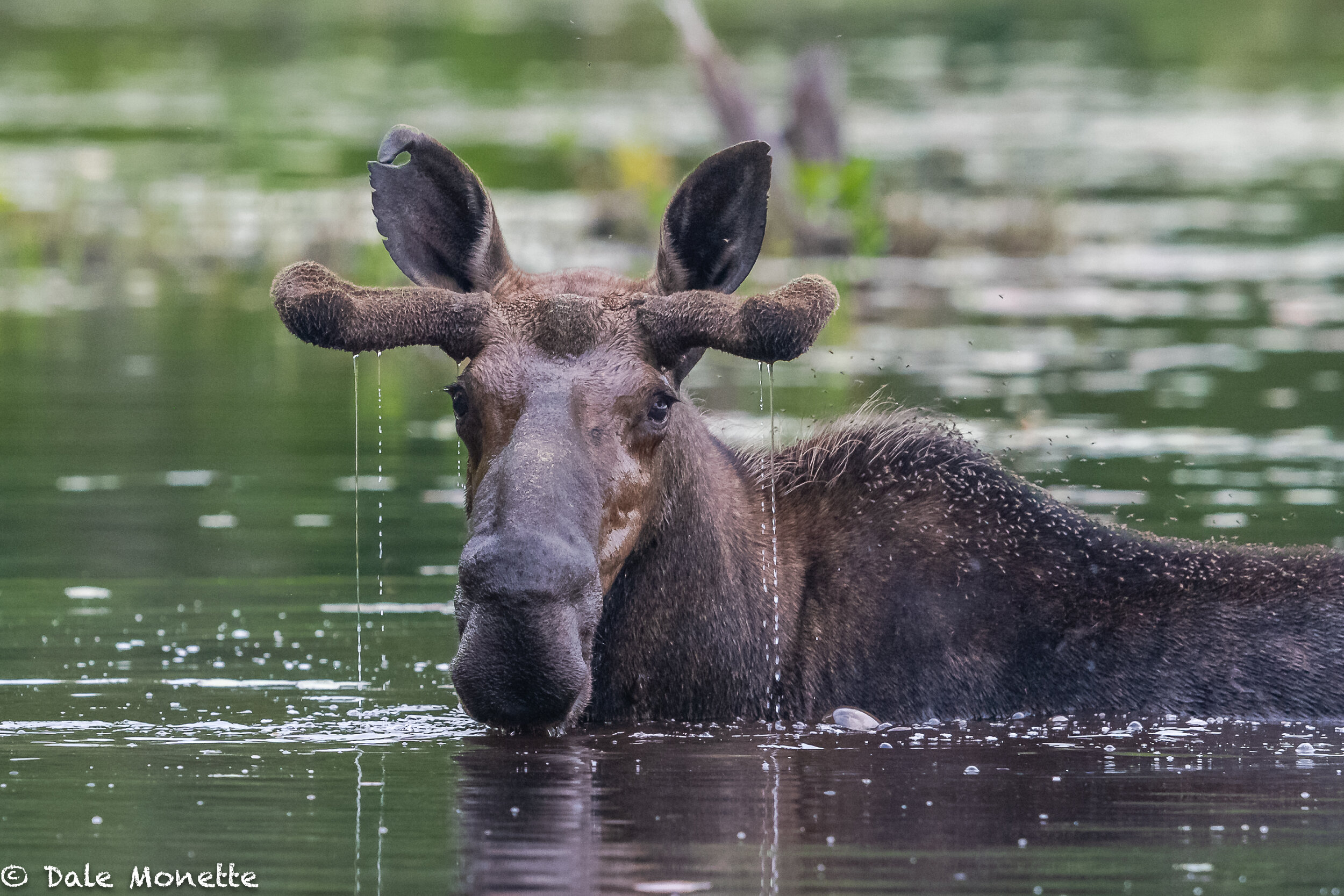   The moose are in the ponds now!     