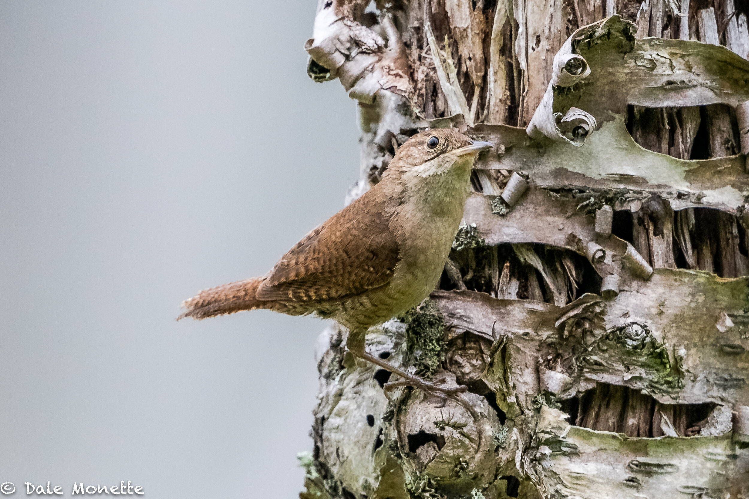   This tiny house wren popped up in front of me in the heron pond a few days ago.  I was surprised to see it there.  