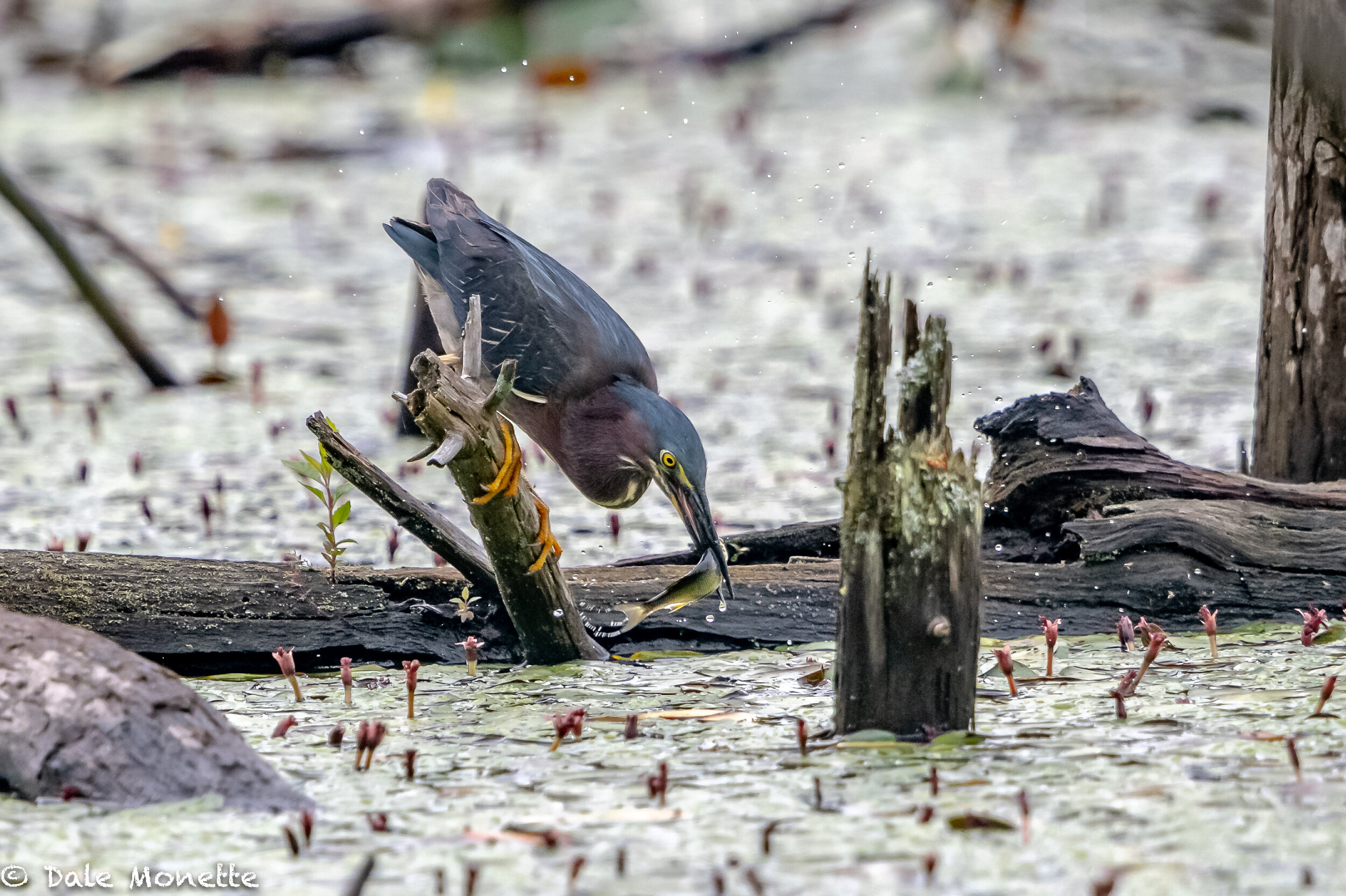   Green heron….BINGO !  just like that, fish for breakfast!  