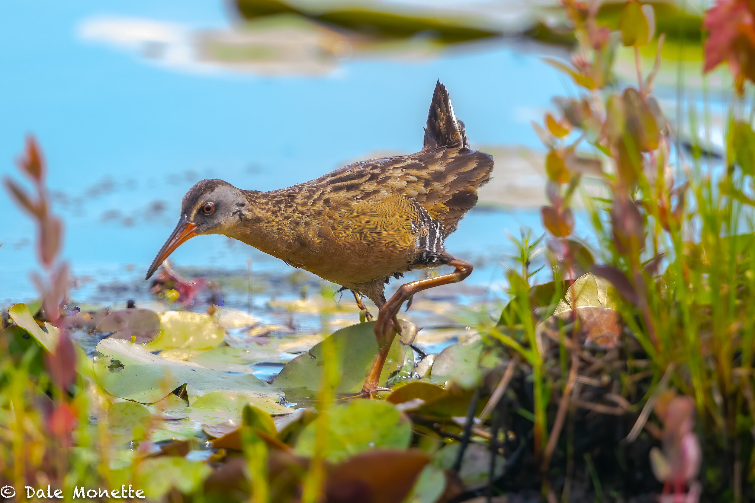   I was lucky enough to stumble onto a family of Virginia rails yesterday while taking photos of a great blue heron dining on horn pout. Here is the male running across lily pads.  