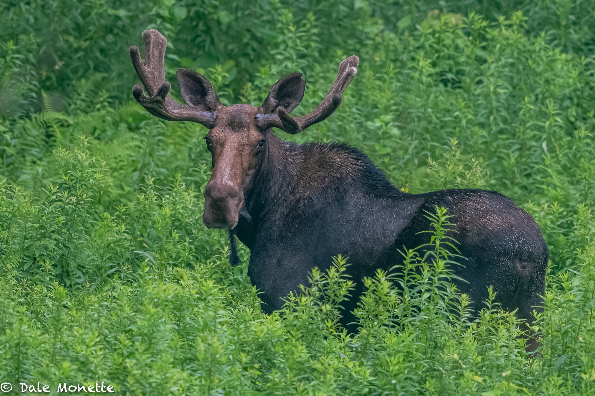   The moose are starting to spend early mornings feeding in fields and ponds of the northern Quabbin watershed. This is an old friend of mine I see each year about this time in a large field.  