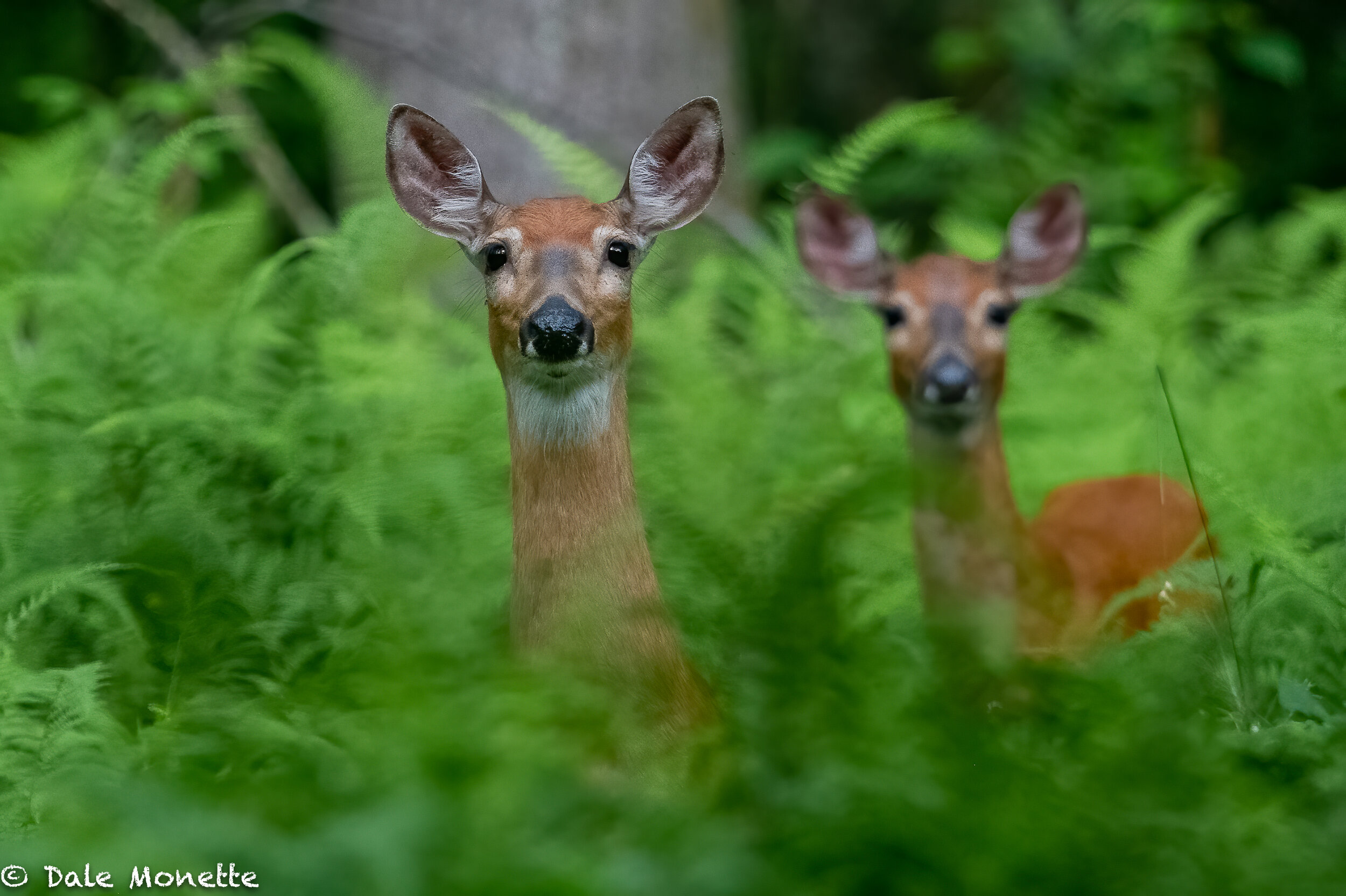   “Hey Dale. is that you?”  These 2 does were really curios about what I was up to.  Finally I left as they went back to munching breakfast.  