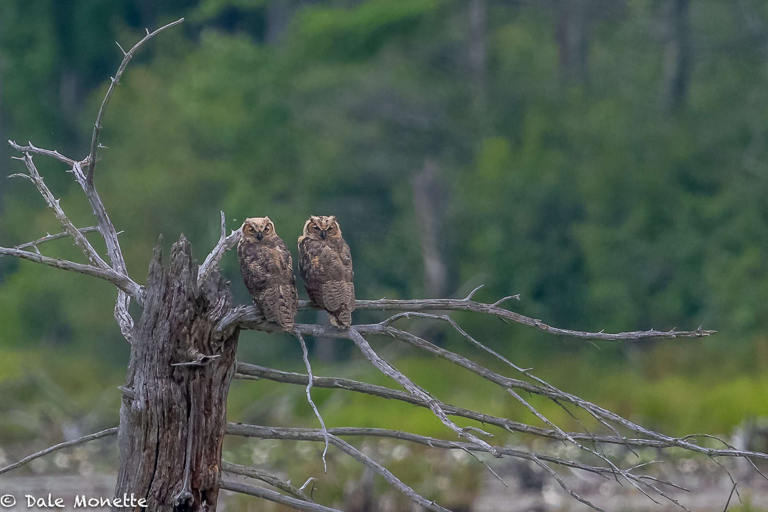   A pair of young great horned owls watch for a parent to bring breakfast  while catching some sun in a large beaver pond in the early morning sun.       