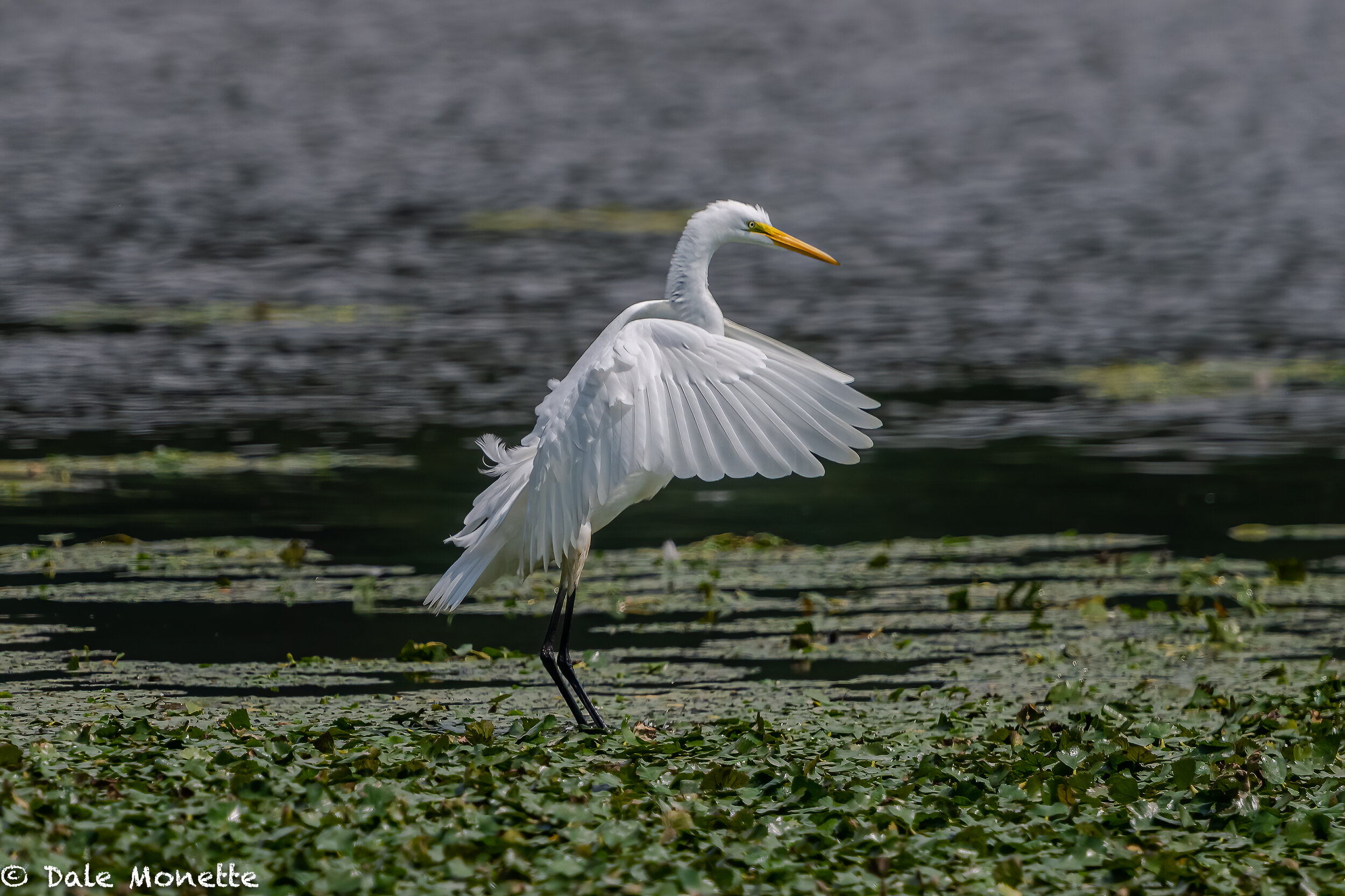   Great egrets are moving about these days I found this one along the CT River yesterday in Turners Falls MA. I love watching these birds feed….  