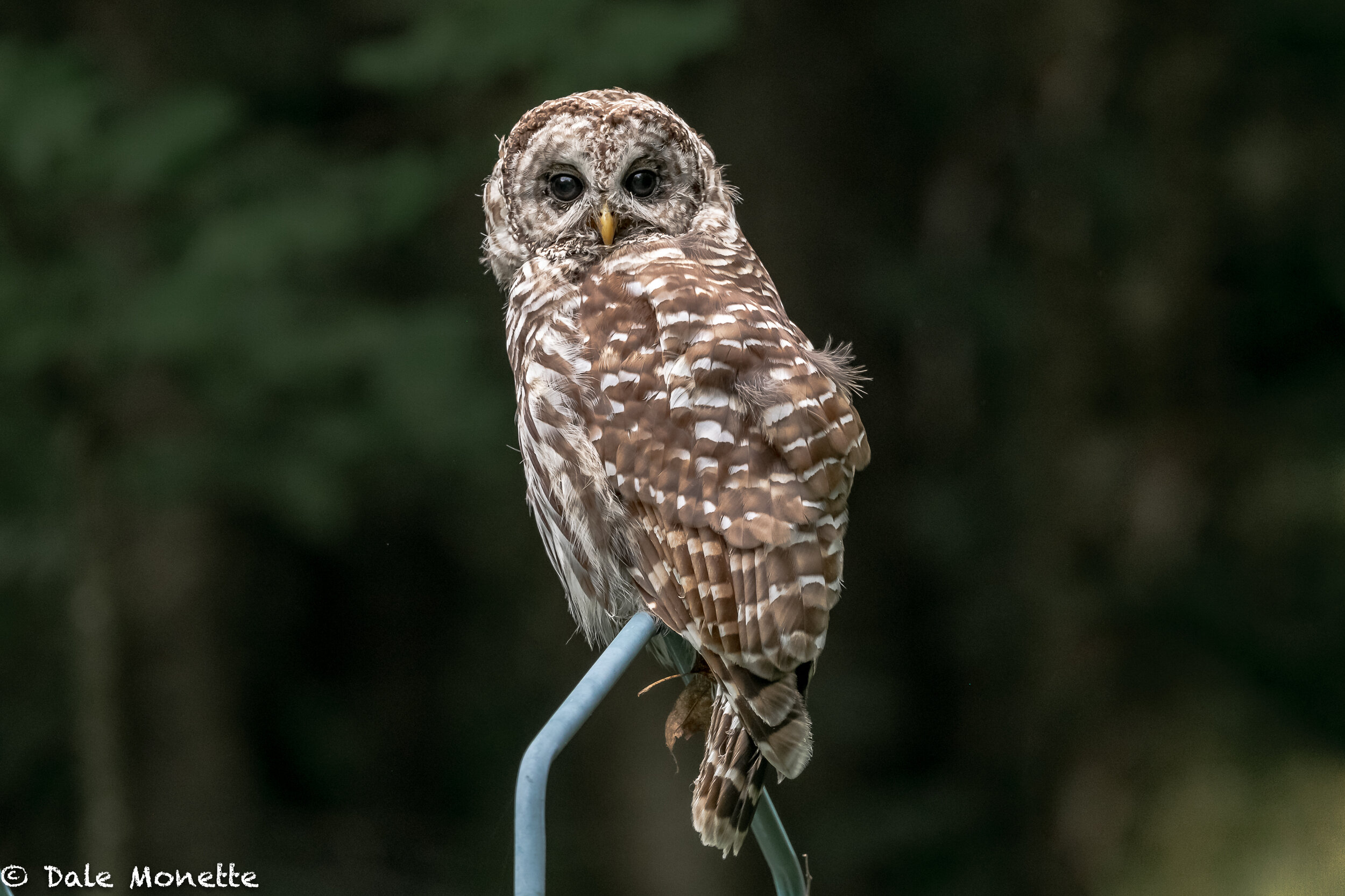   This barred owl has adopted our yard.  He hunts from our house roof, my car roof, hummingbird feeder poles and over our small frog pond.  He has no fear of me and my cameras.  What a great owl he is !  