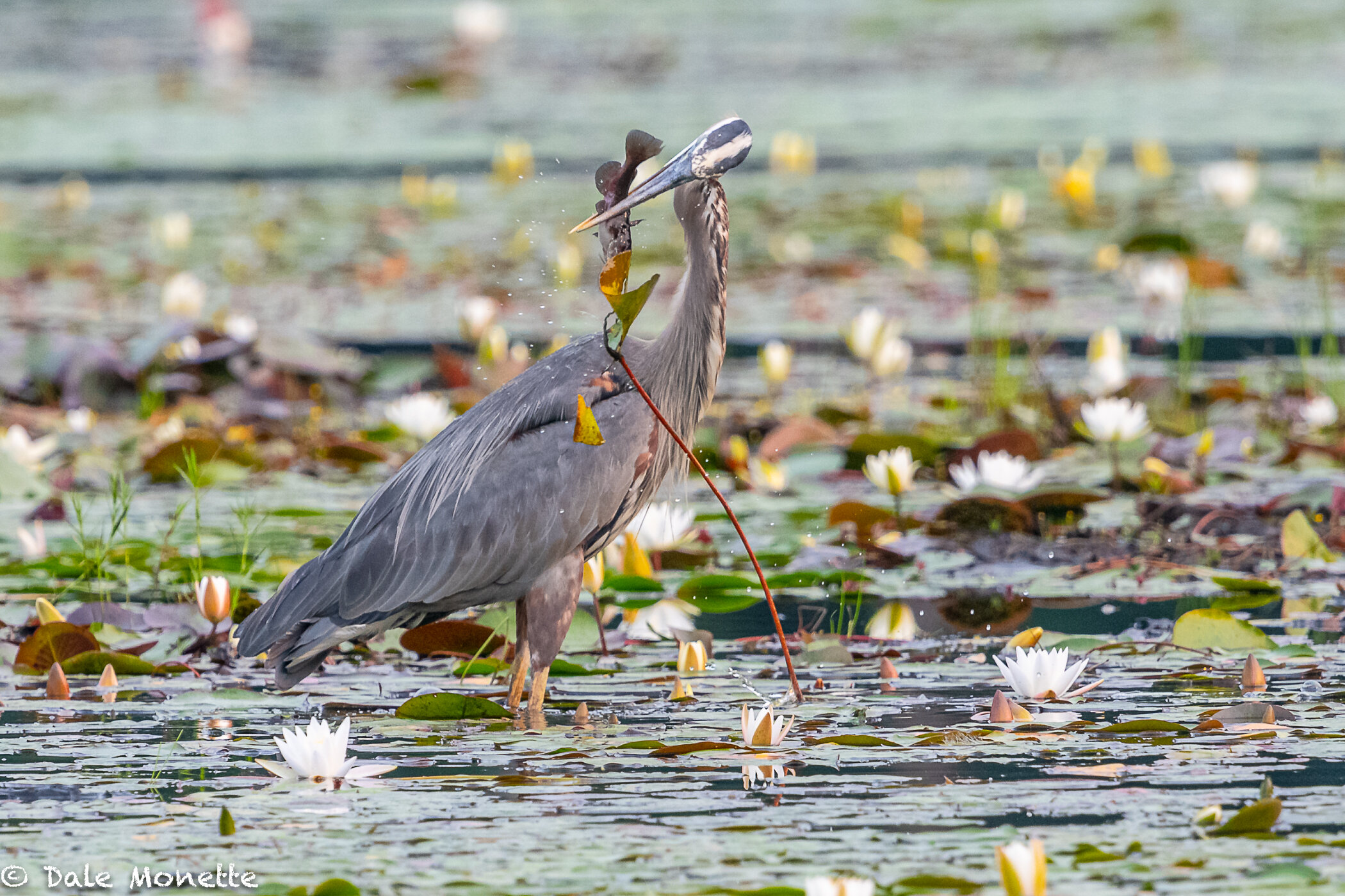   I watched this great blue heron fishing a few weeks ago.  He caught more that he jumped at….  