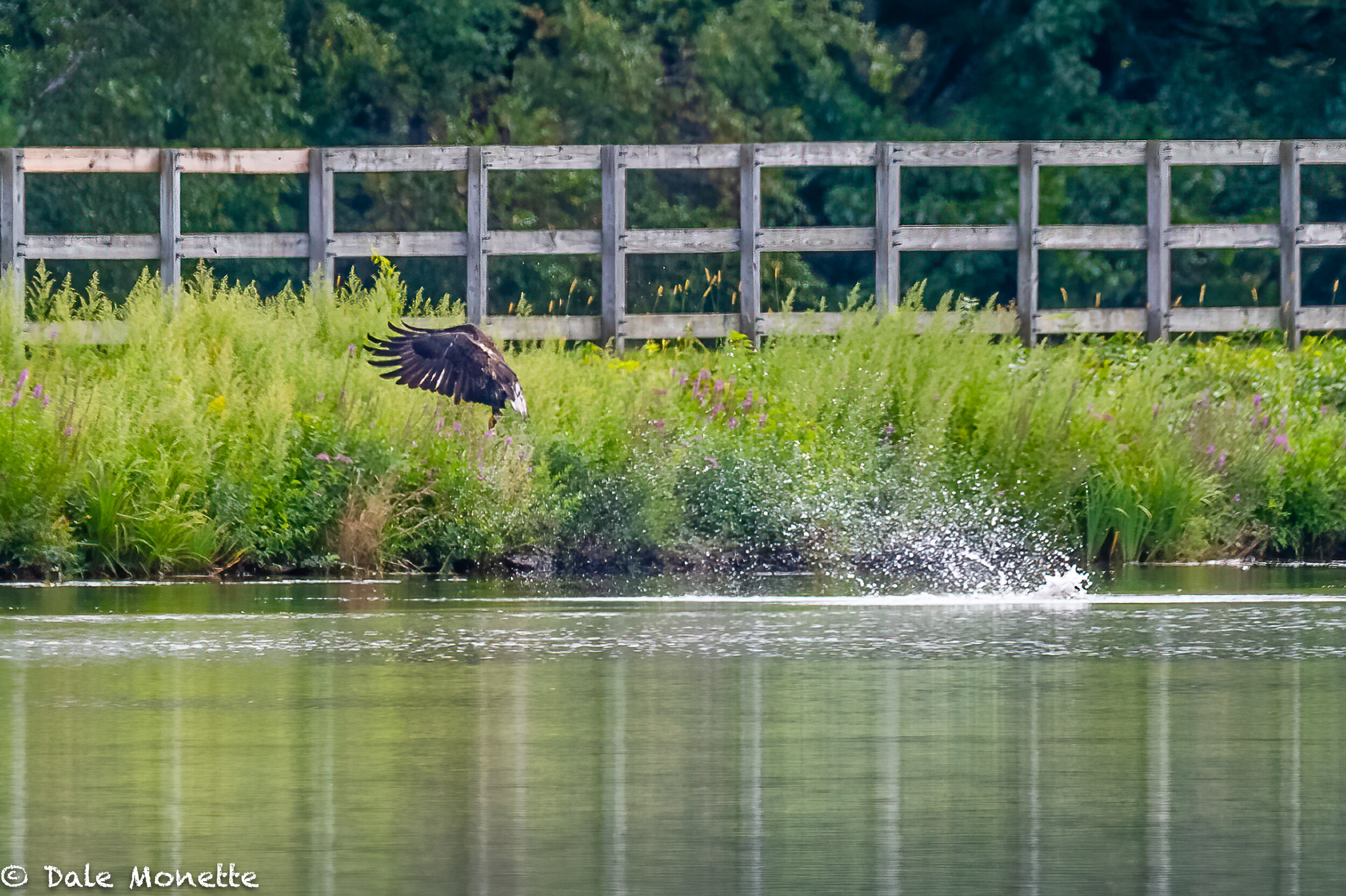   After being cooped up for 3 weeks after going thru back surgery I am finally sprung from the house and can drive. Todays adventure was seeing this juvenile bald eagle pull a fish out of the water in Turners Falls, MA…..  its onward and upward for m