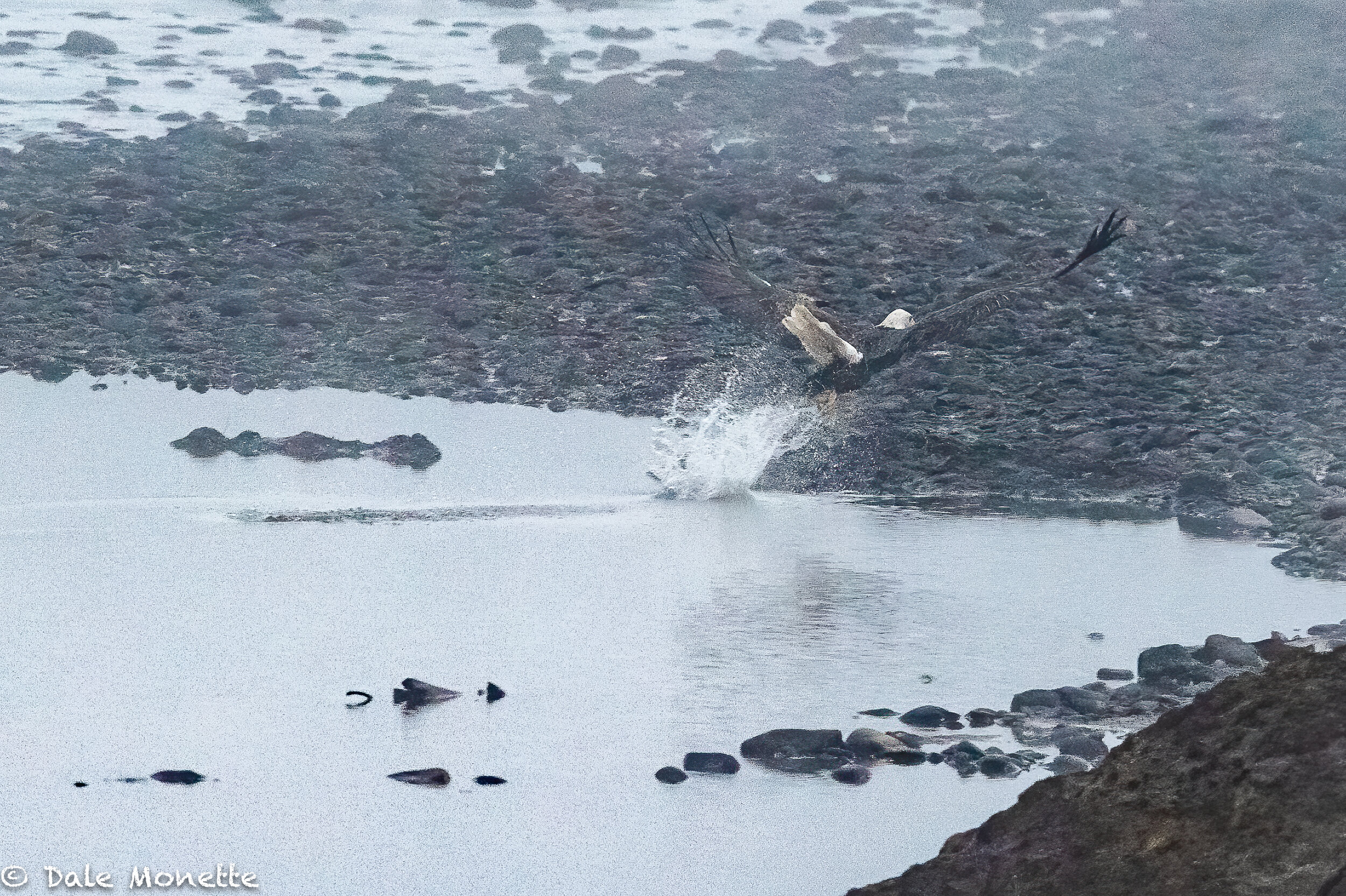   Yesterday morning the power canal in Turners Falls was emptied for repairs.  It was easy breakfast pickings for the local eagle population!  