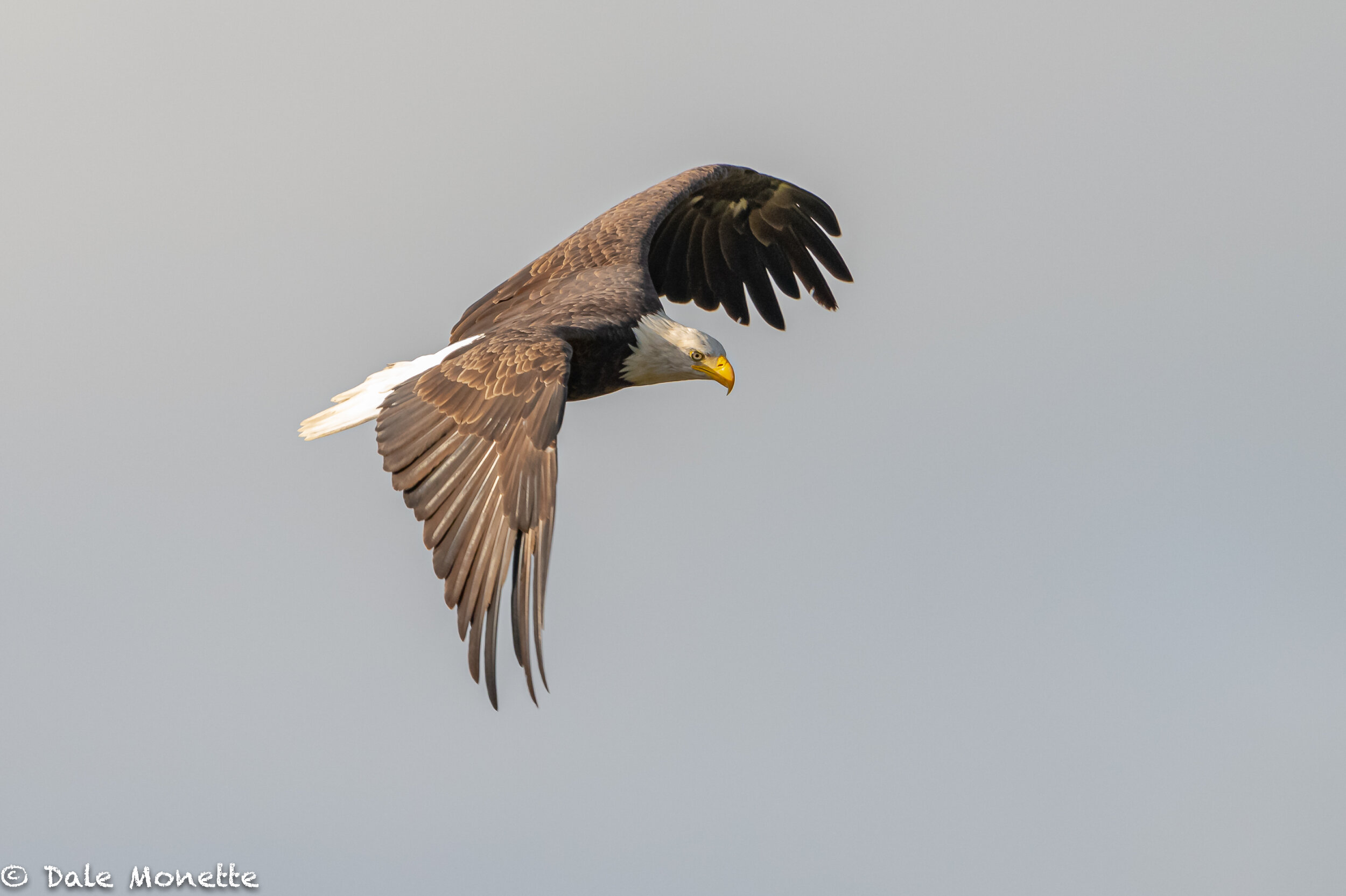   An adult bald eagle soaring over the empty power canal looking for a quick meal.  