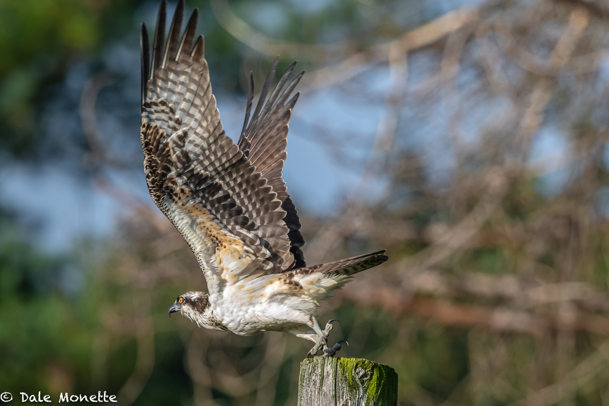   This osprey took to this pole behind me to fish from.  Unfortunately he had no luck and moved off to the CT River from the power canal.  