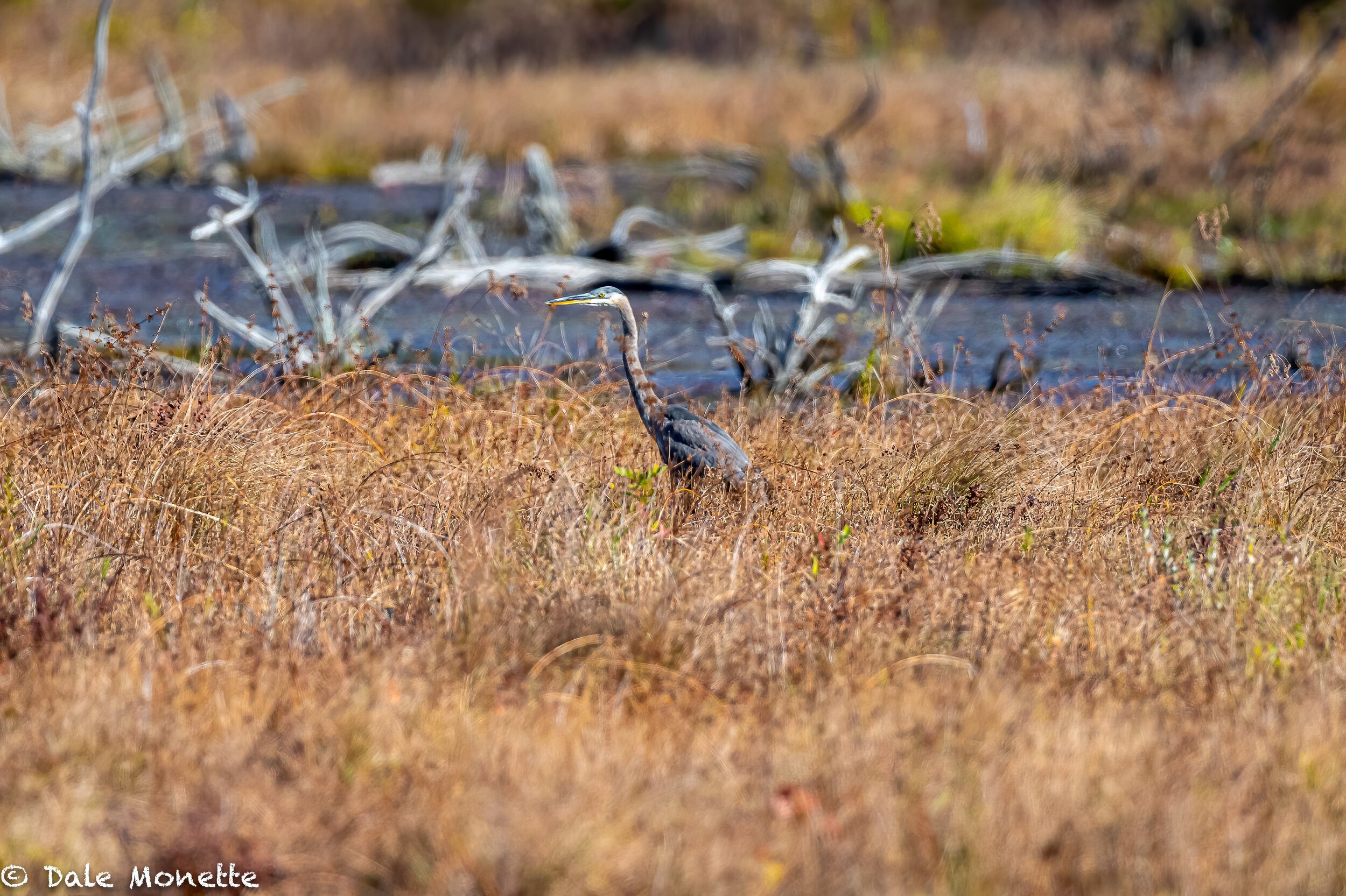   One lone great blue heron in the huge Orange Wildlife Management Area yesterday.  I felt sorry for it !!    